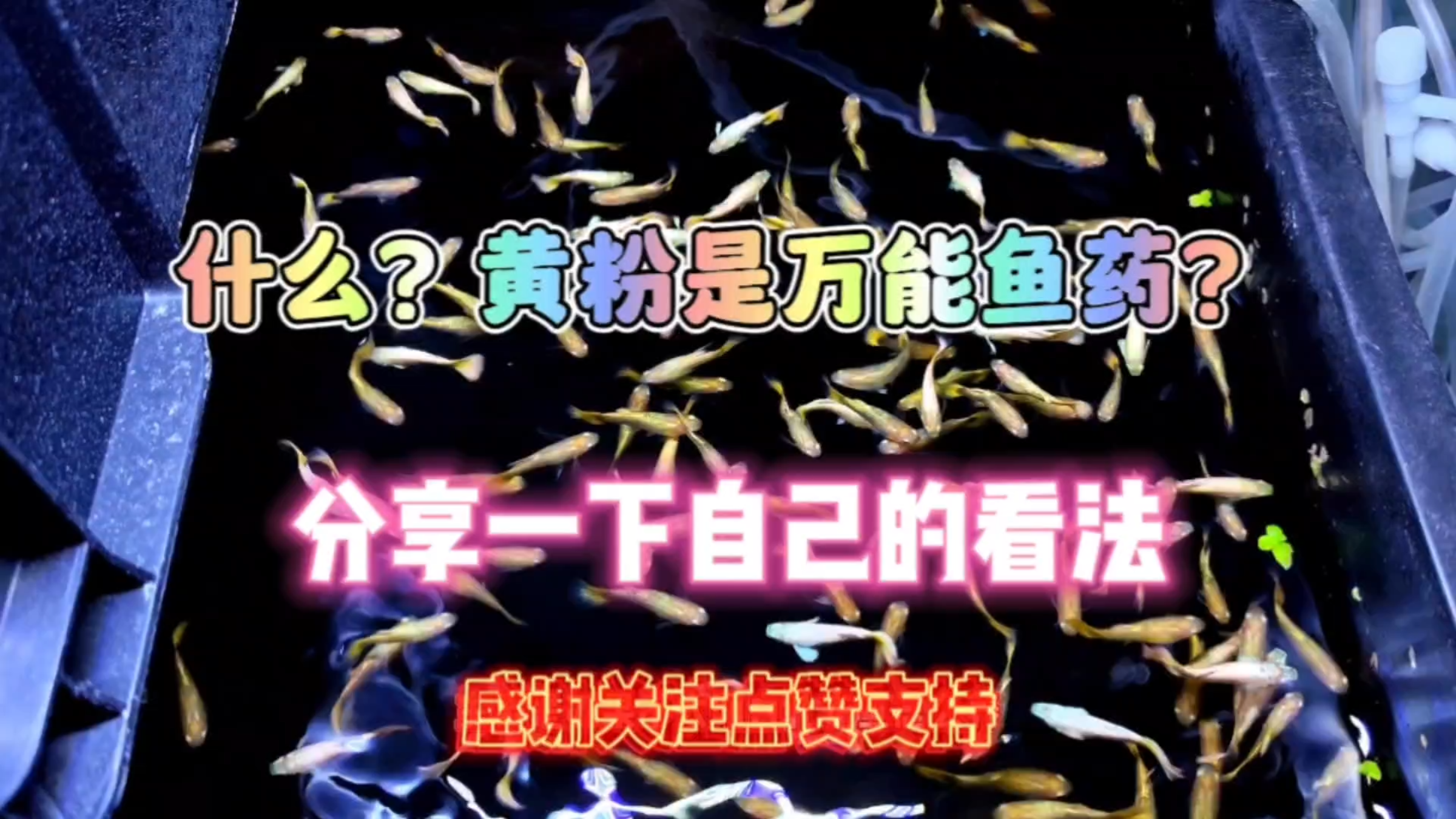 什么?黄粉是鱼病万能药?分析一下自己的看法!仅限孔雀鱼领域