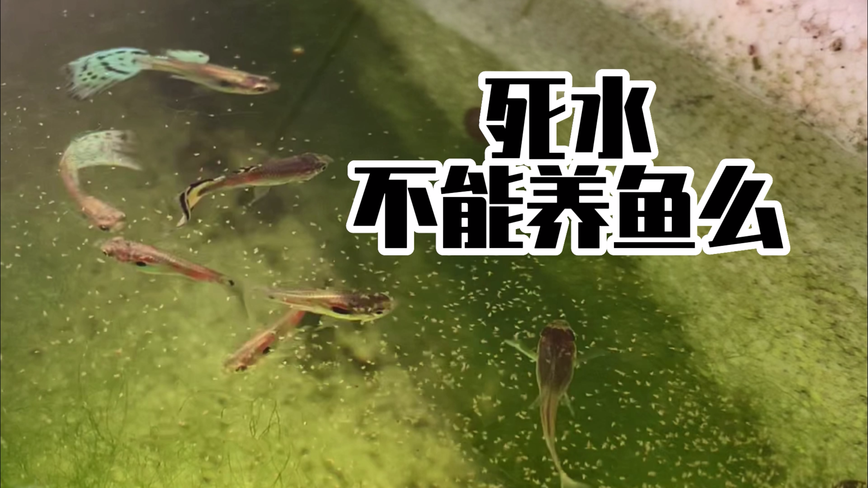 死水就不能养鱼么?氯气缺氧都不是关键