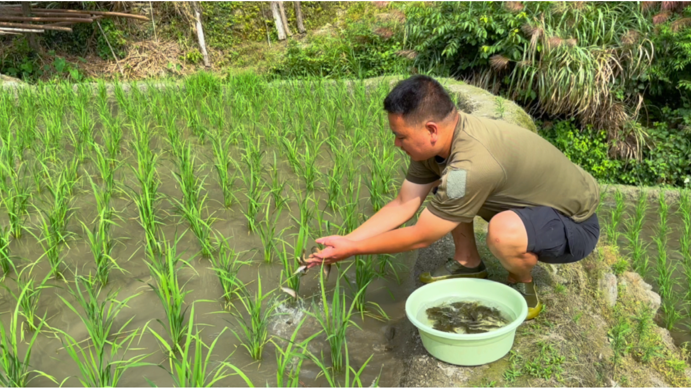 今天买了2000鱼苗到河里放流,顺便分享一下我是怎么养稻花鱼的