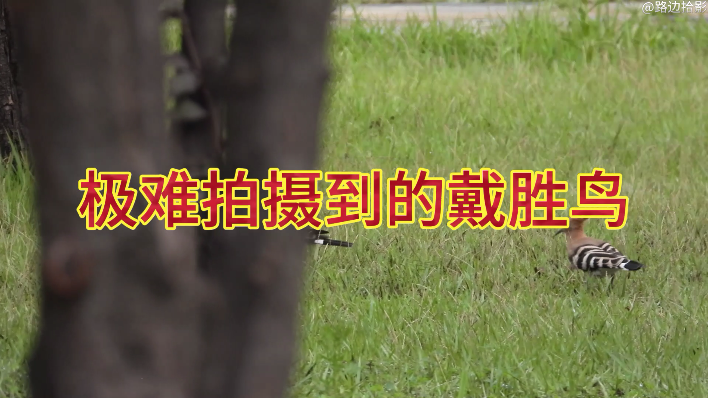 极难拍摄到的戴胜鸟