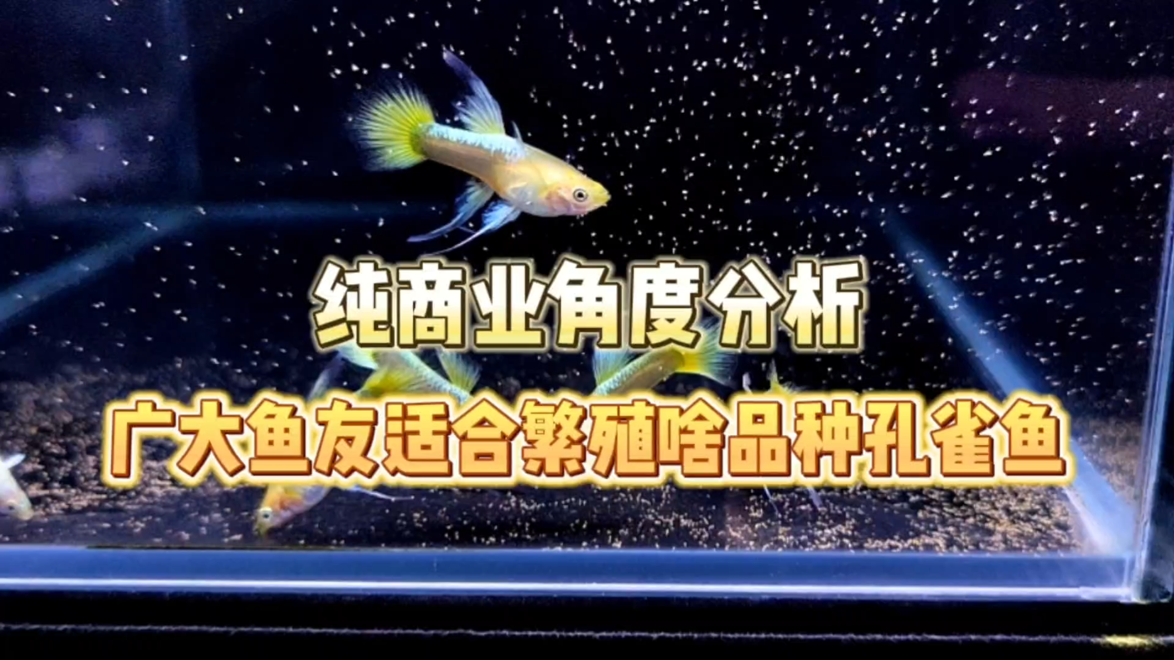 纯商业角度分析一下,咱们鱼友适合养什么样的孔雀鱼赚零花钱?