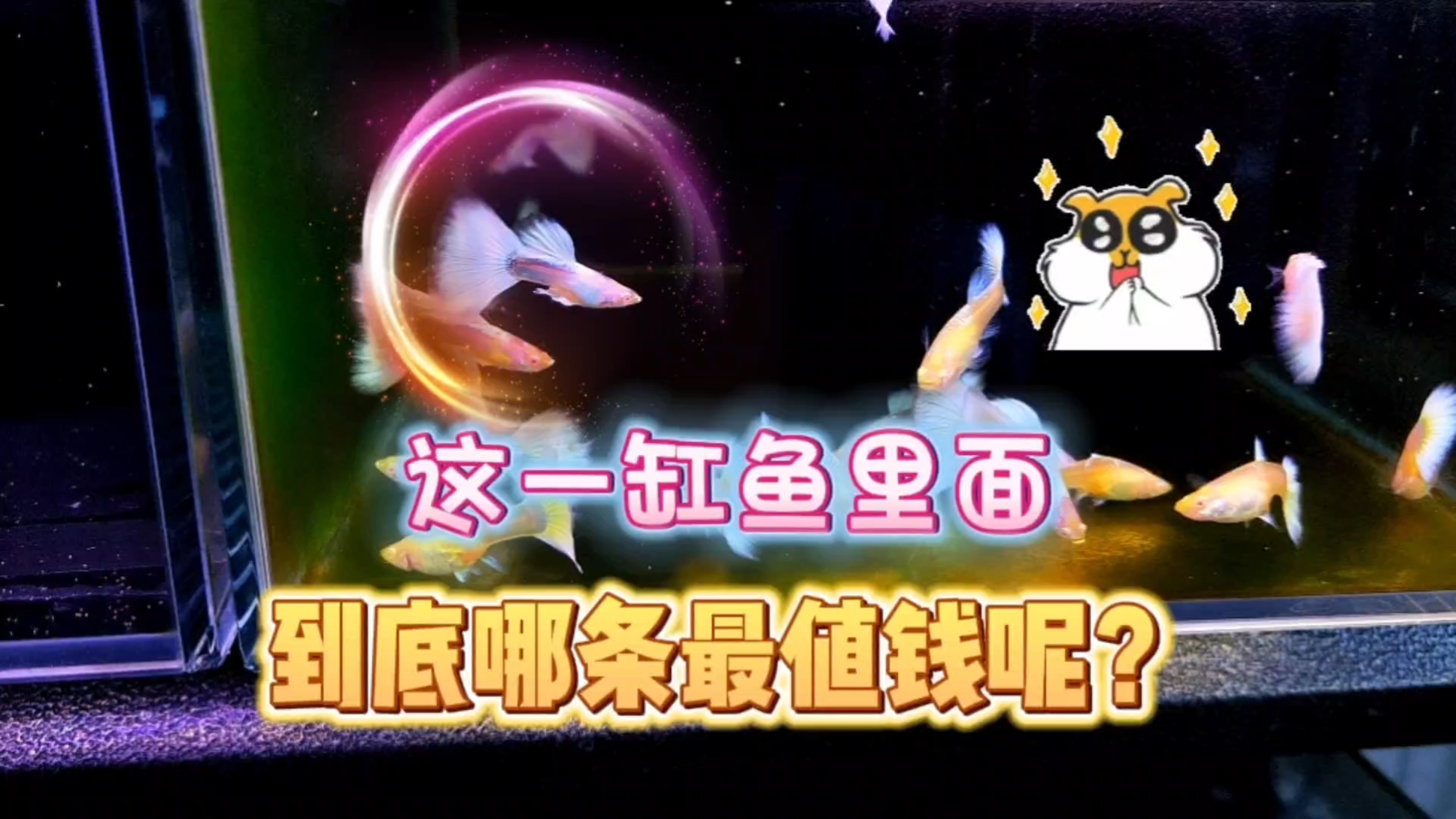 那么问题来了,这一缸孔雀鱼中哪条最值钱或者可以留种呢?