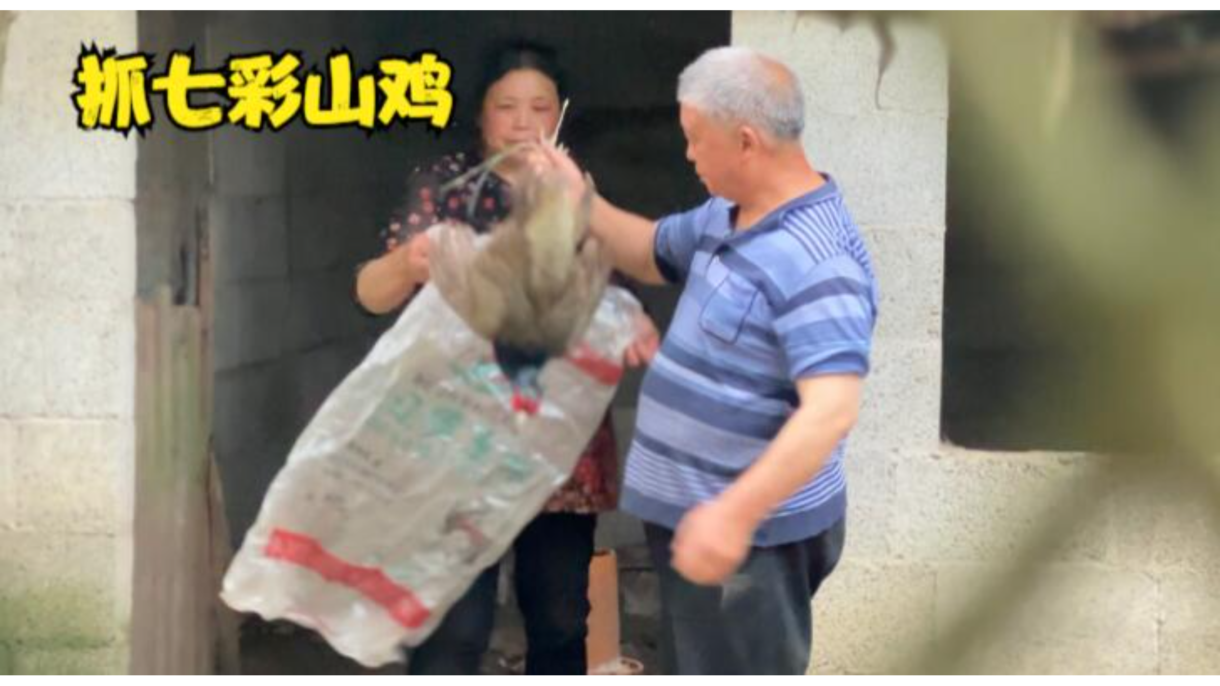 去玩伴家抓七彩山鸡!1只有2斤多重野性十足,怎么做好吃了?