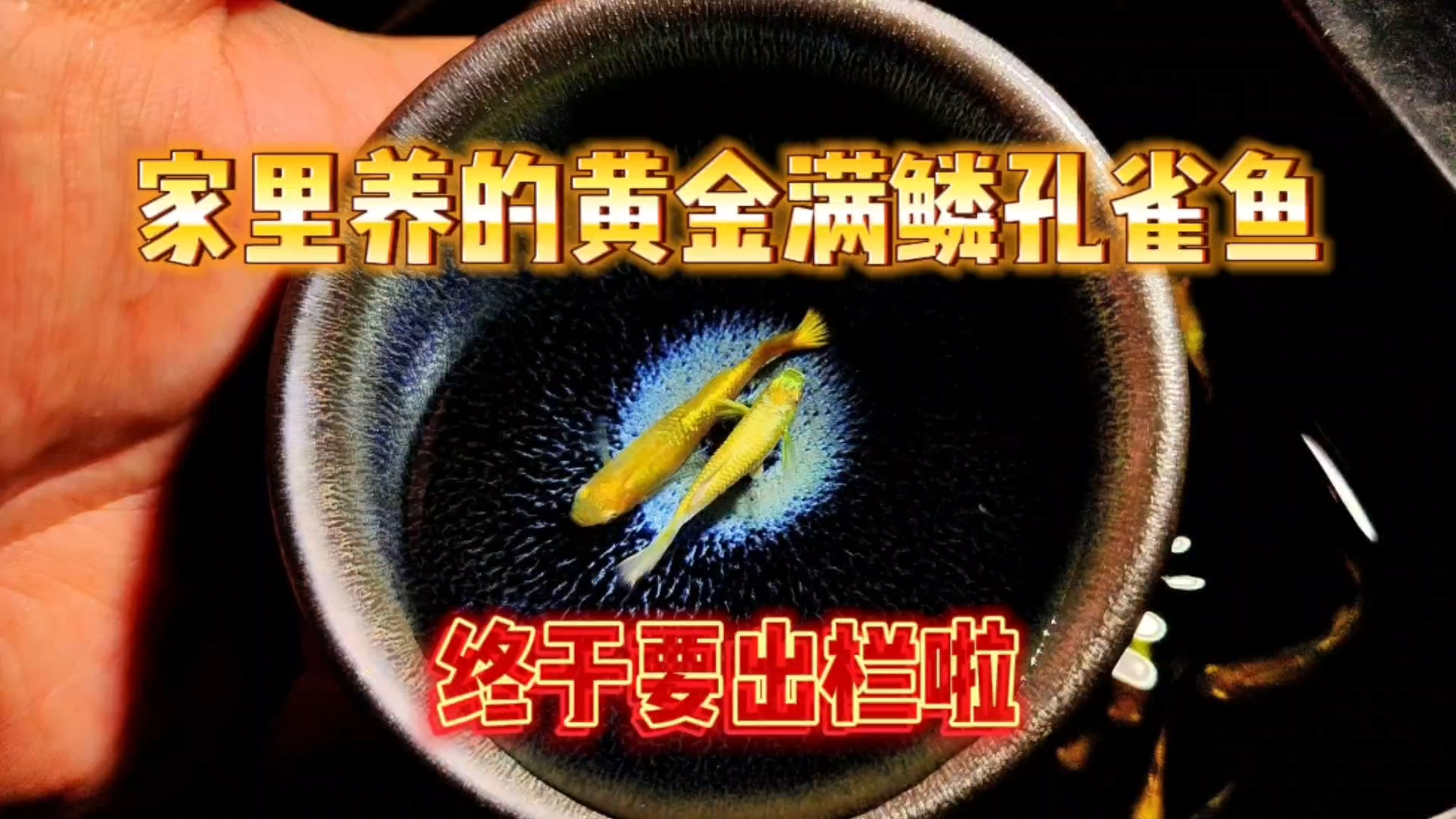 家里的黄金满鳞孔雀鱼终于要长成啦!分享一下周转箱的养鱼经历!