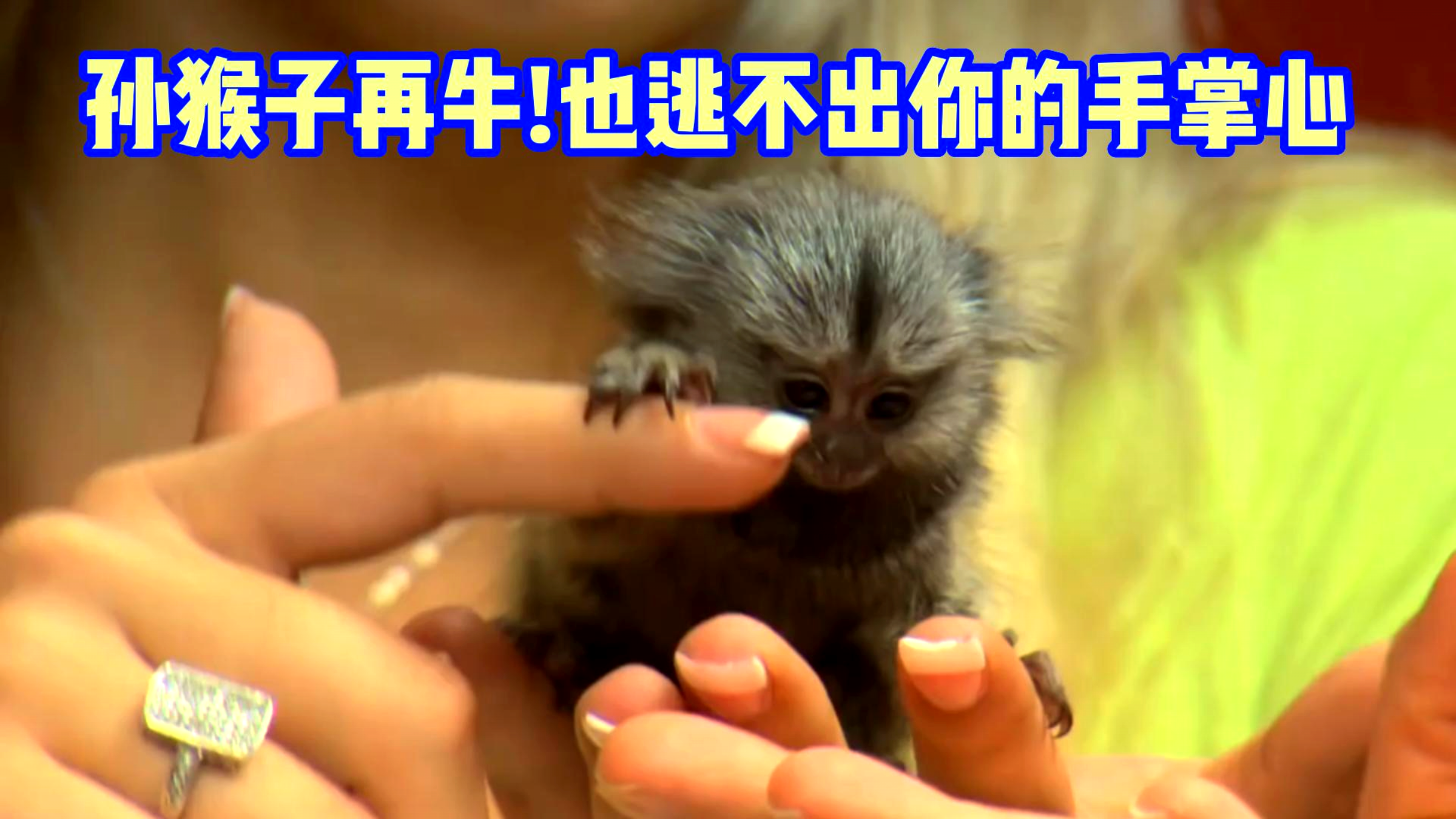 这是世界上最小的猴子倭狨猴,一个手能抓两只,神奇的小动物