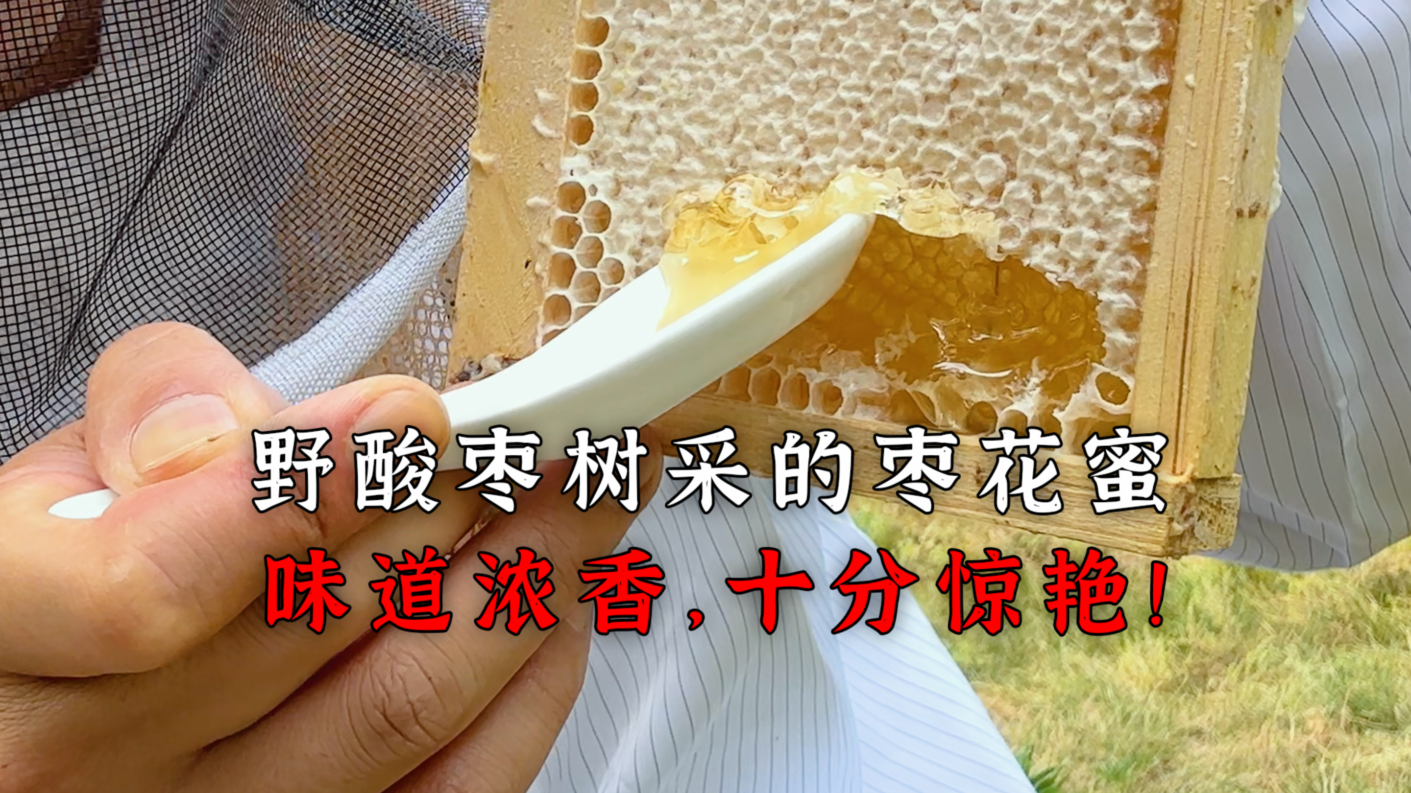 野酸枣树采来的枣花蜜熟啦!味道浓香十分惊艳,值得一试哦