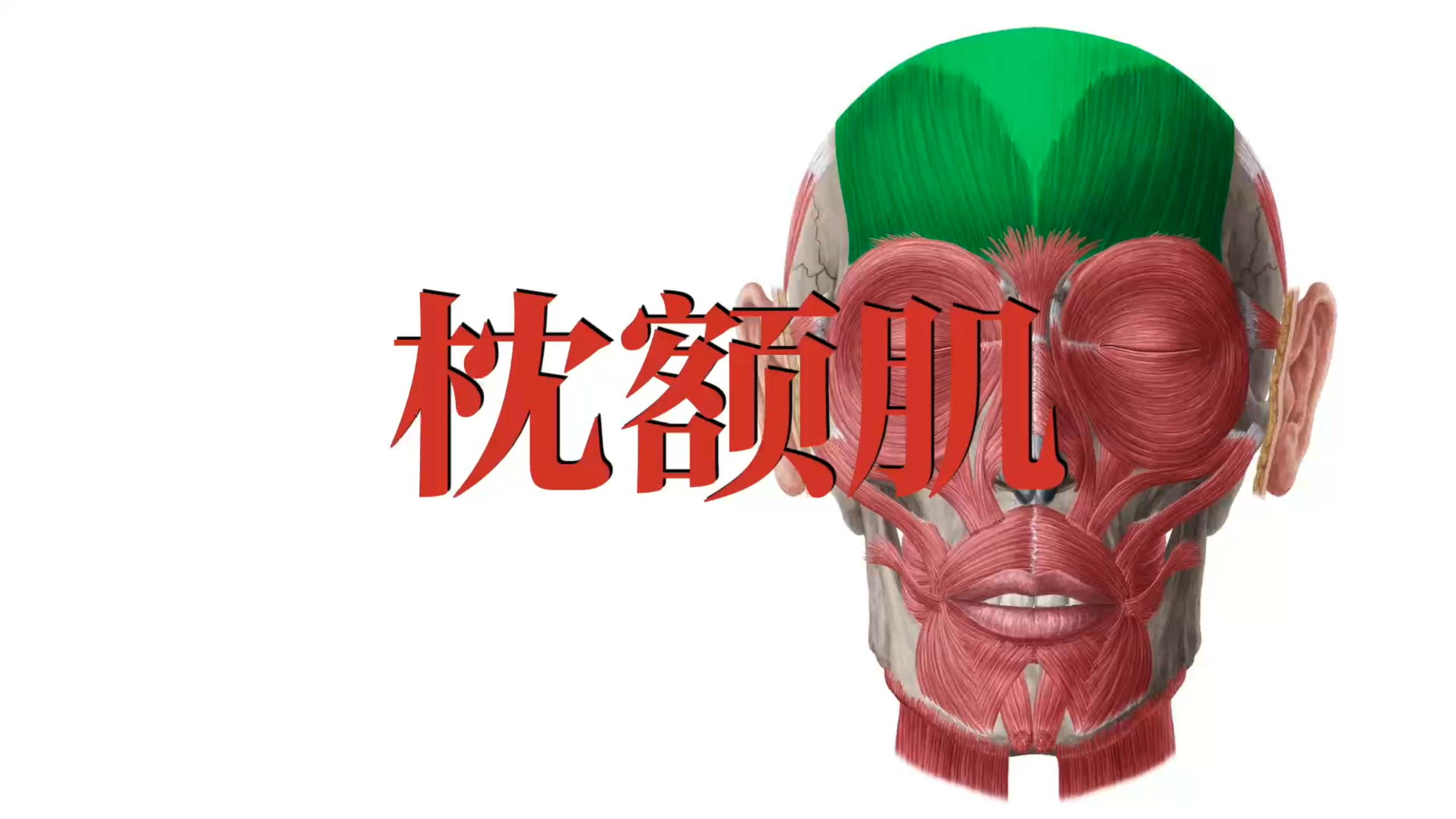 肌肉功能解剖|枕额肌