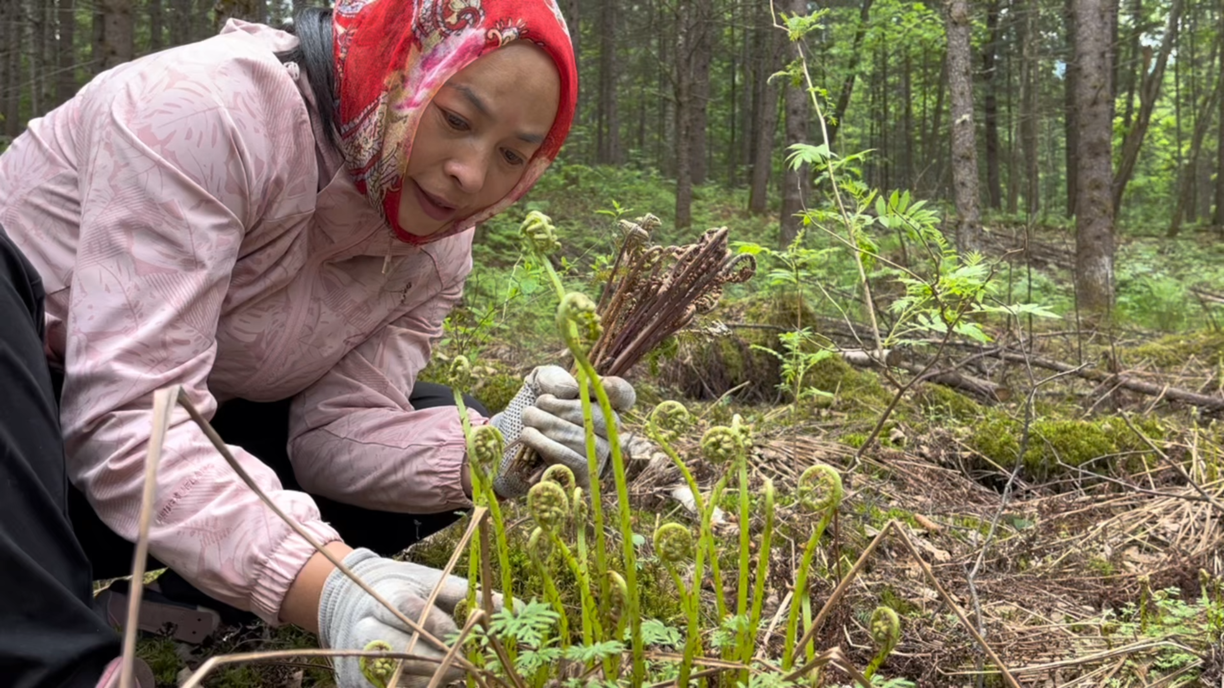 东北农村生活,翠花带你上山采东北野菜猴腿菜,长势喜人
