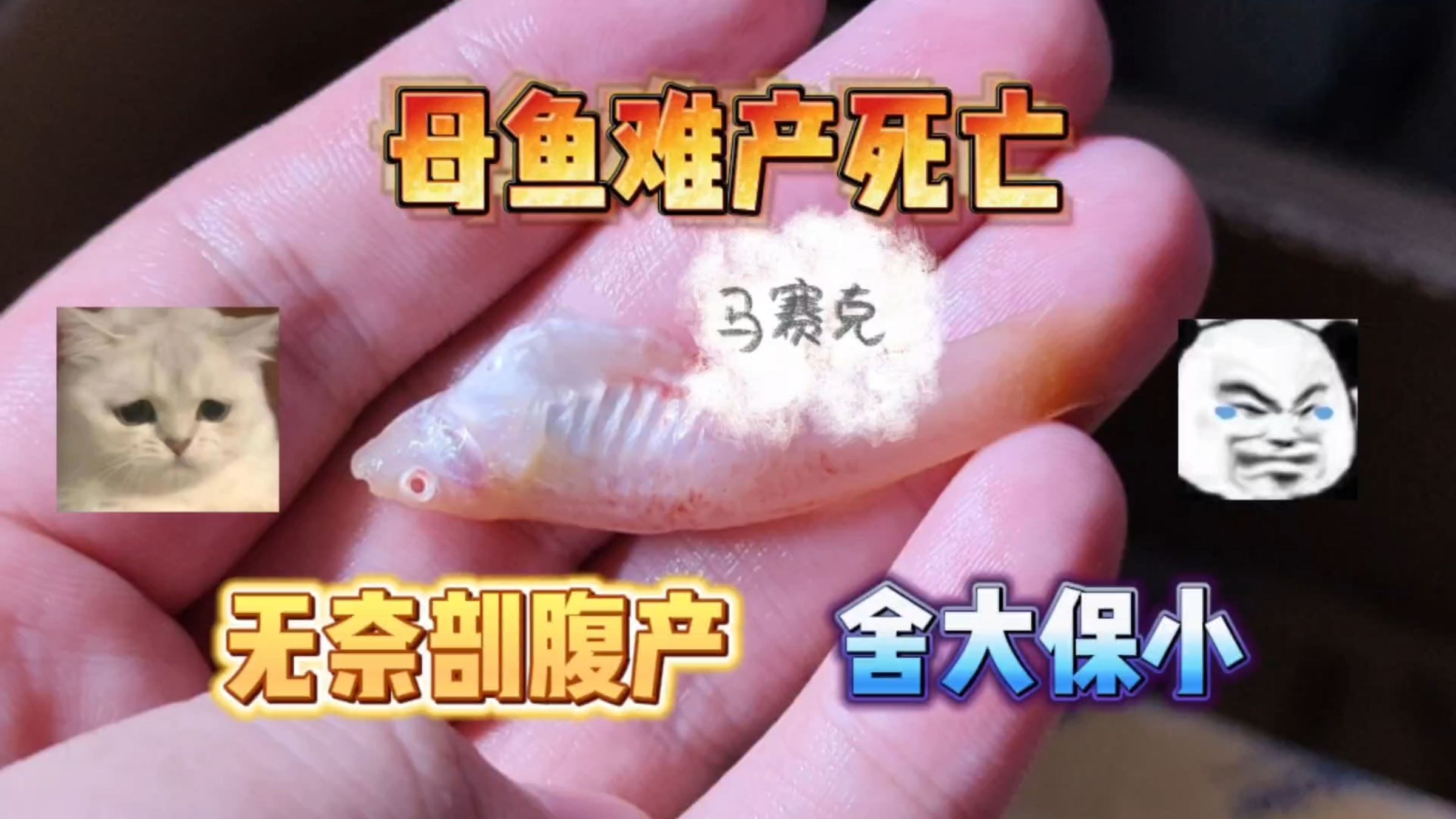 家里的孔雀鱼母鱼难产死了!无奈进行剖腹产,舍大保小救鱼苗!