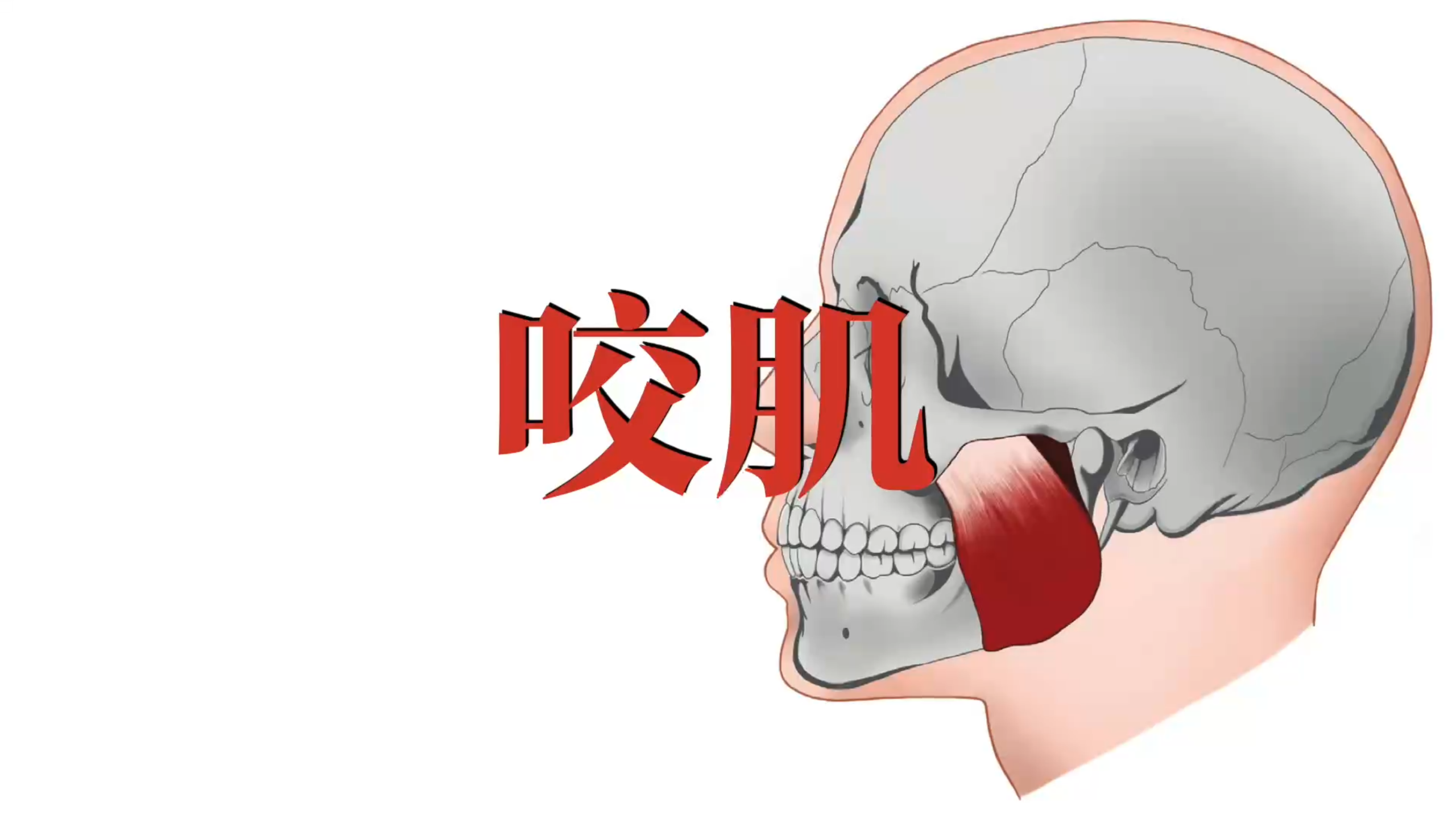 肌肉功能解剖|咬肌