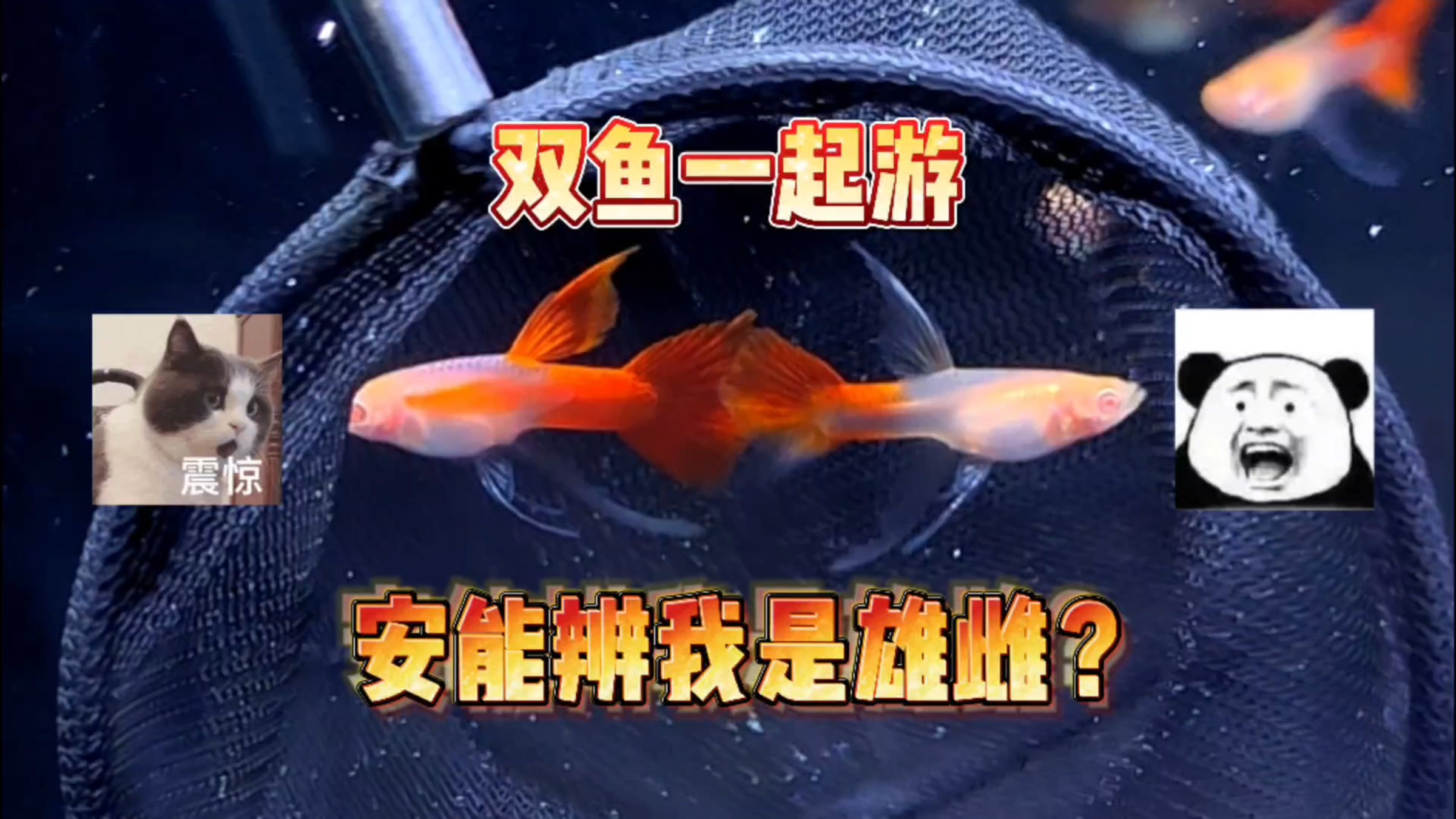 精品孔雀鱼鉴别指南:大C篇!双鱼一起游,安能辨我是雌雄?