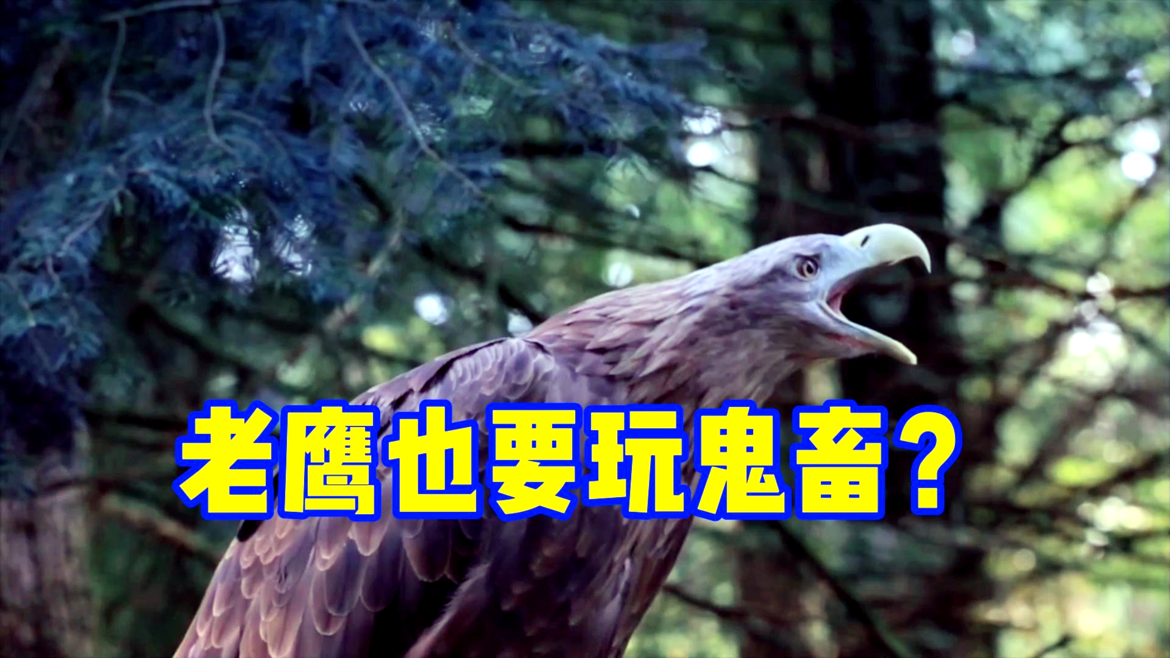 老鹰也鬼畜?老鹰真实叫声改鬼畜版后,音乐响起那一刻太惊艳了!