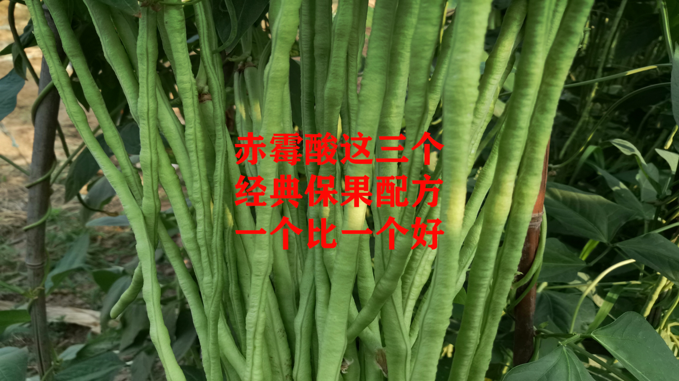 赤霉酸这三个保果膨果配方,一个比一个好,能解决所有落果难题