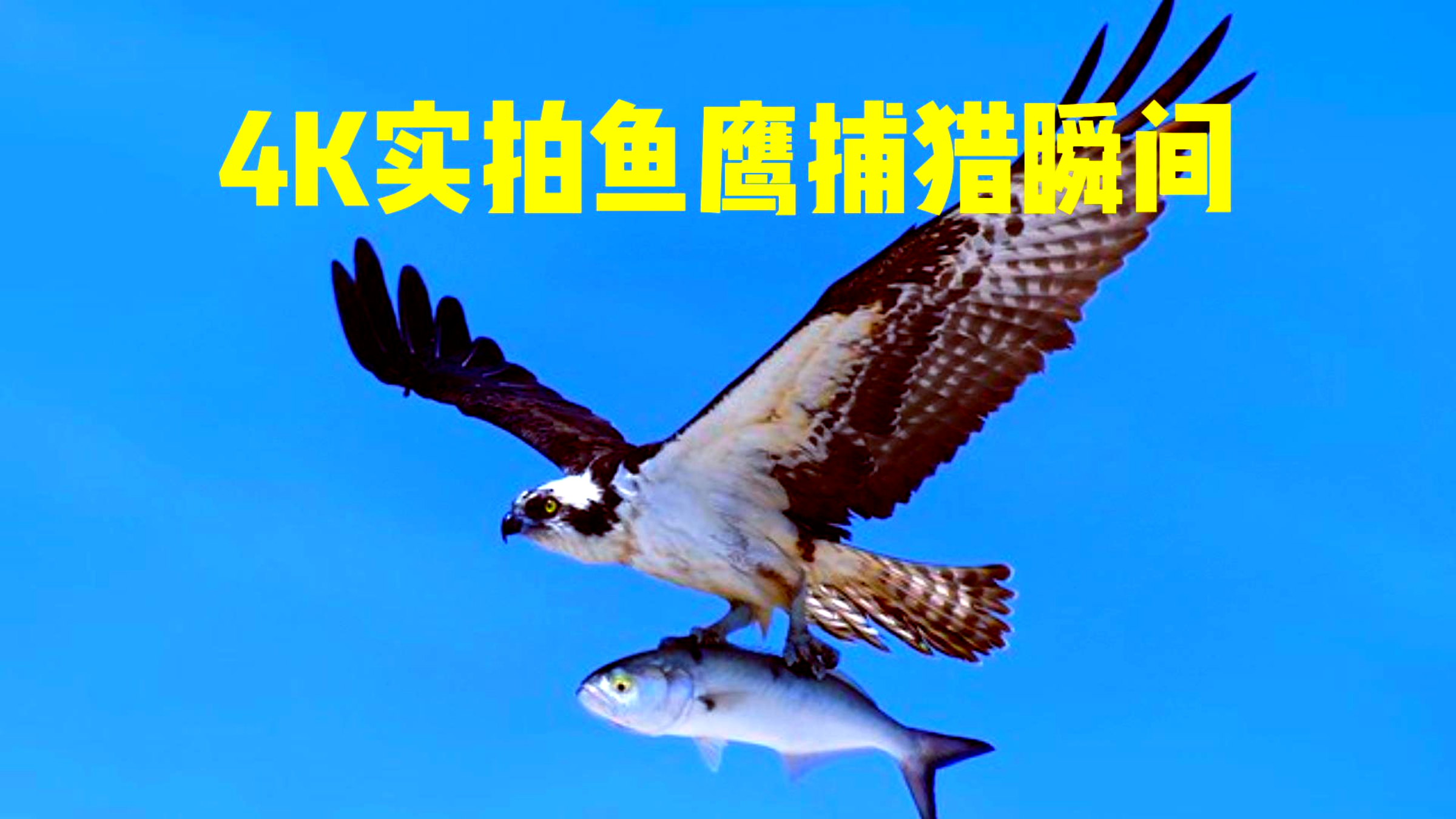世界上最美的猛禽,4K实拍鱼鹰捕猎精彩瞬间,论霸气还得是老鹰啊
