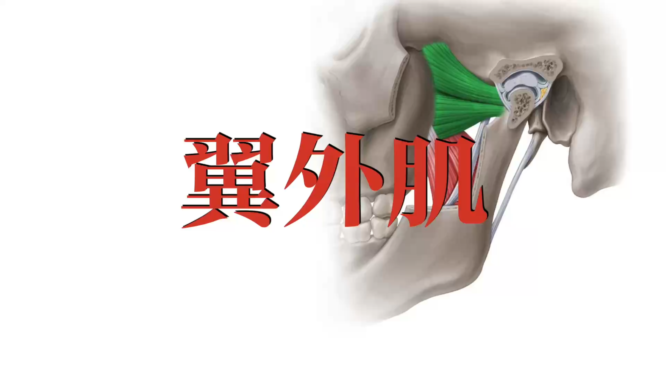肌肉功能解剖|翼外肌
