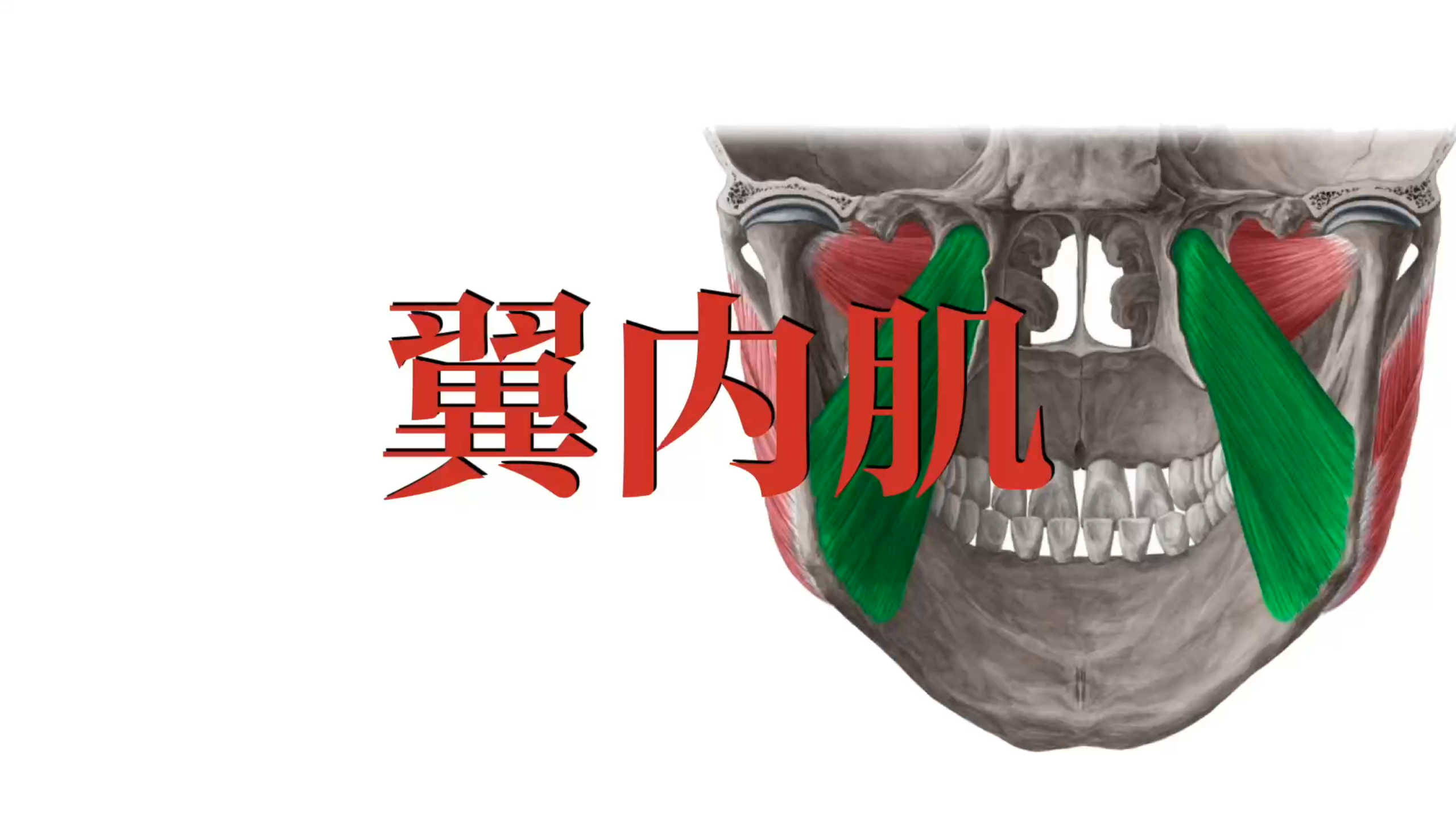 肌肉功能解剖|翼内肌