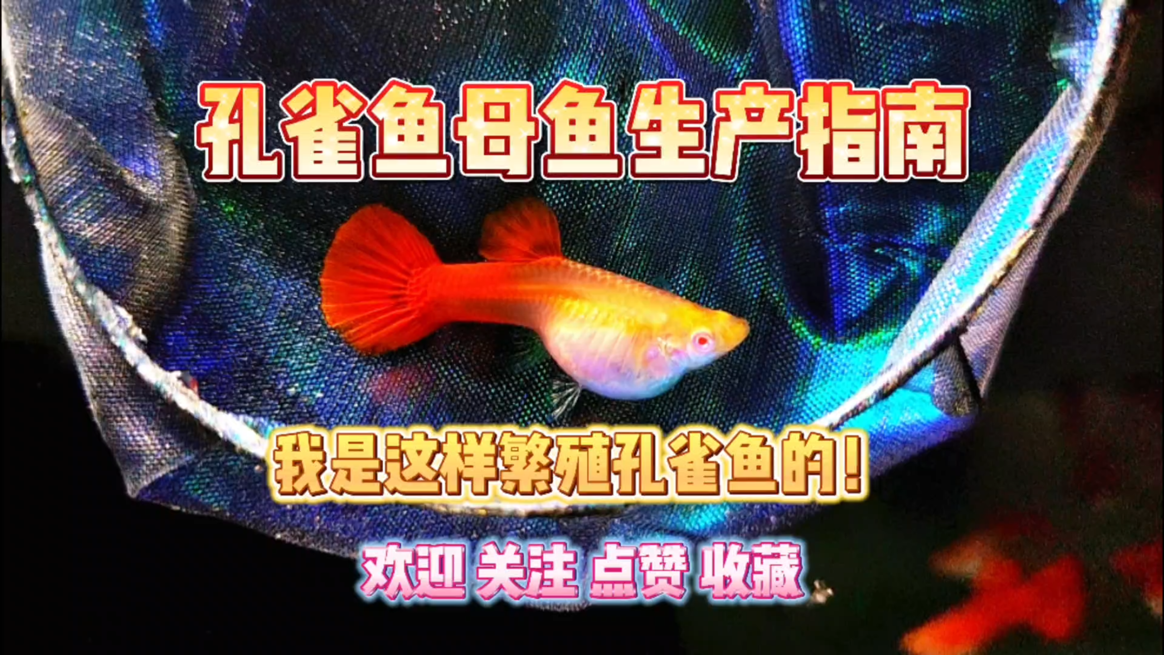 我的孔雀鱼母鱼生产指南!我是这样繁殖孔雀鱼的!