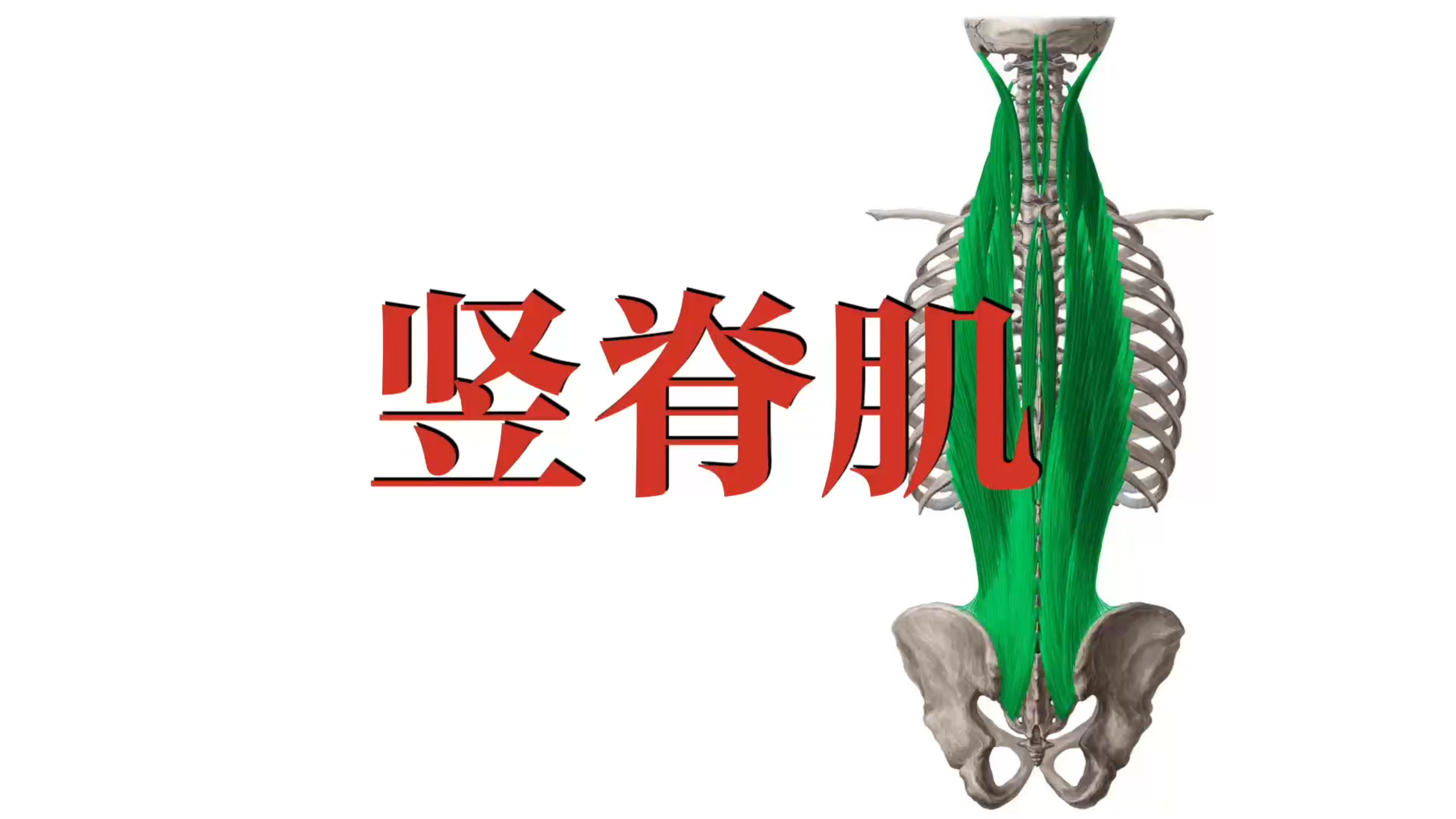 肌肉功能解剖|竖脊肌