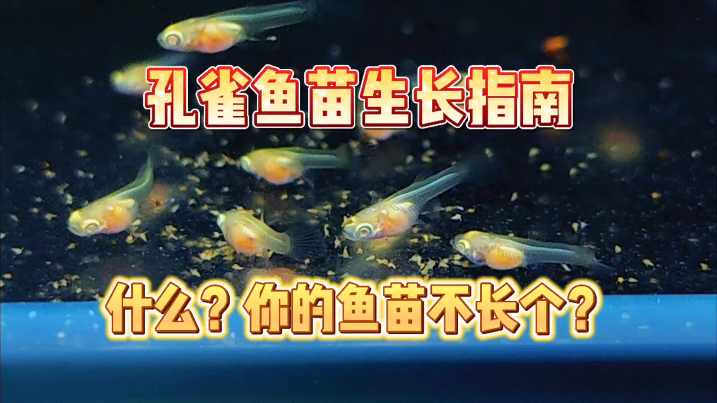 叮!您有一份孔雀鱼小鱼苗生长指南!什么?你的鱼苗一直不长个?