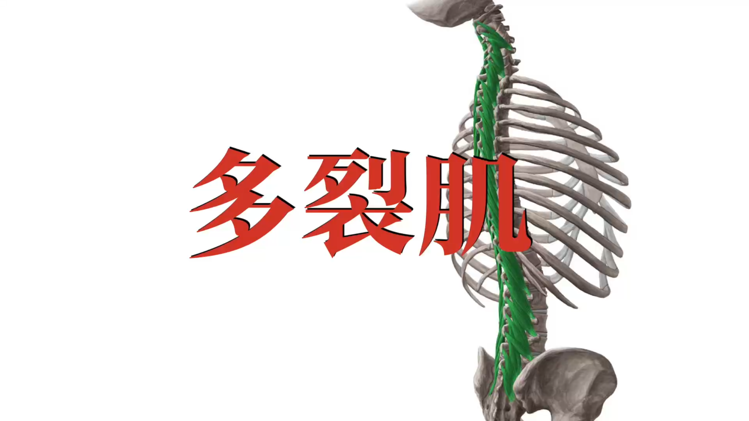 肌肉功能解剖|多裂肌
