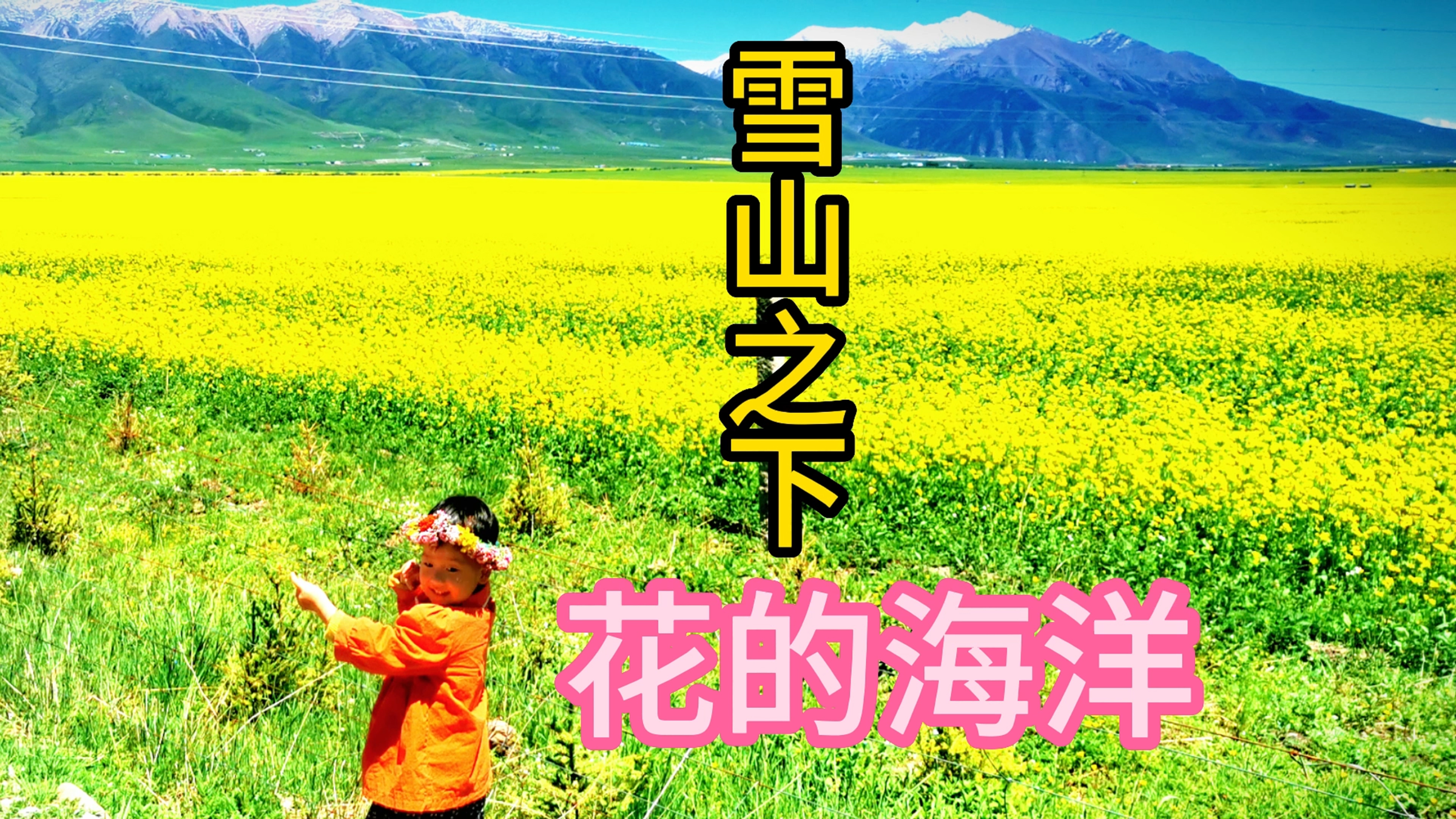 自驾游新疆绕道青海门源,看夏天油菜花与雪山共存!