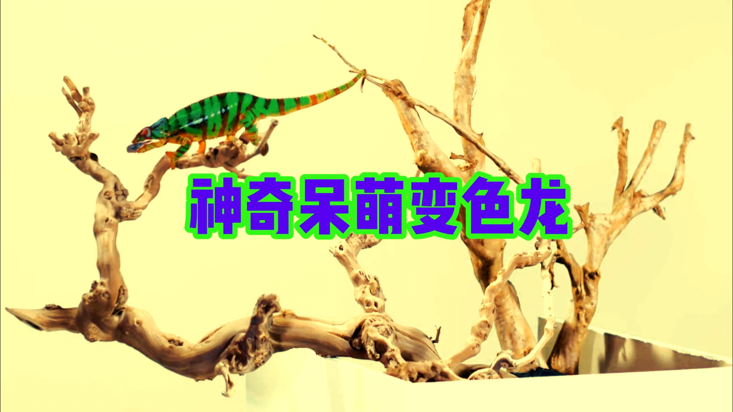 萌宠变色龙三大绝技,转眼变色吐舌头,靠这三招晋级萌宠排行榜