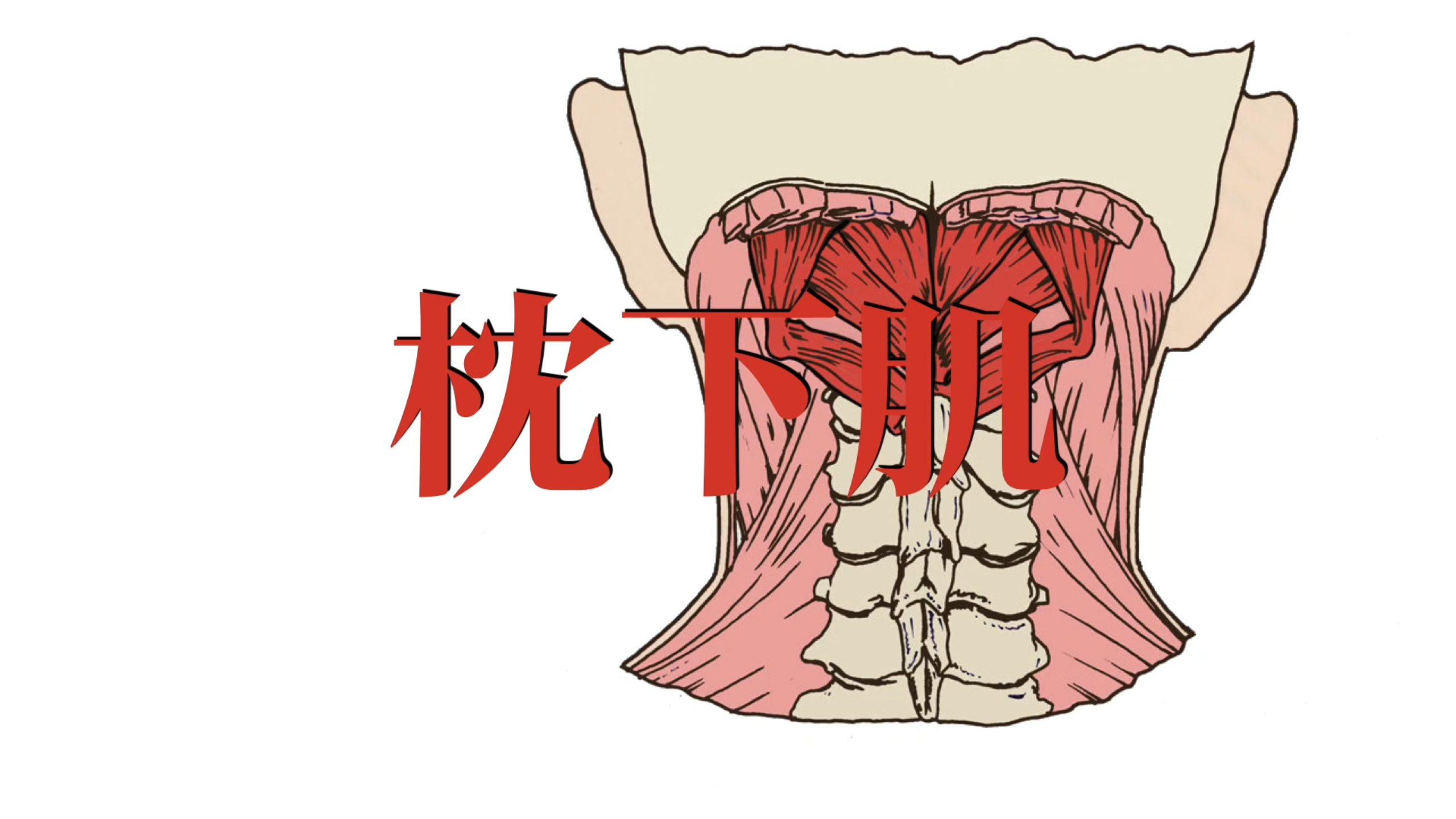 肌肉功能解剖|枕下肌