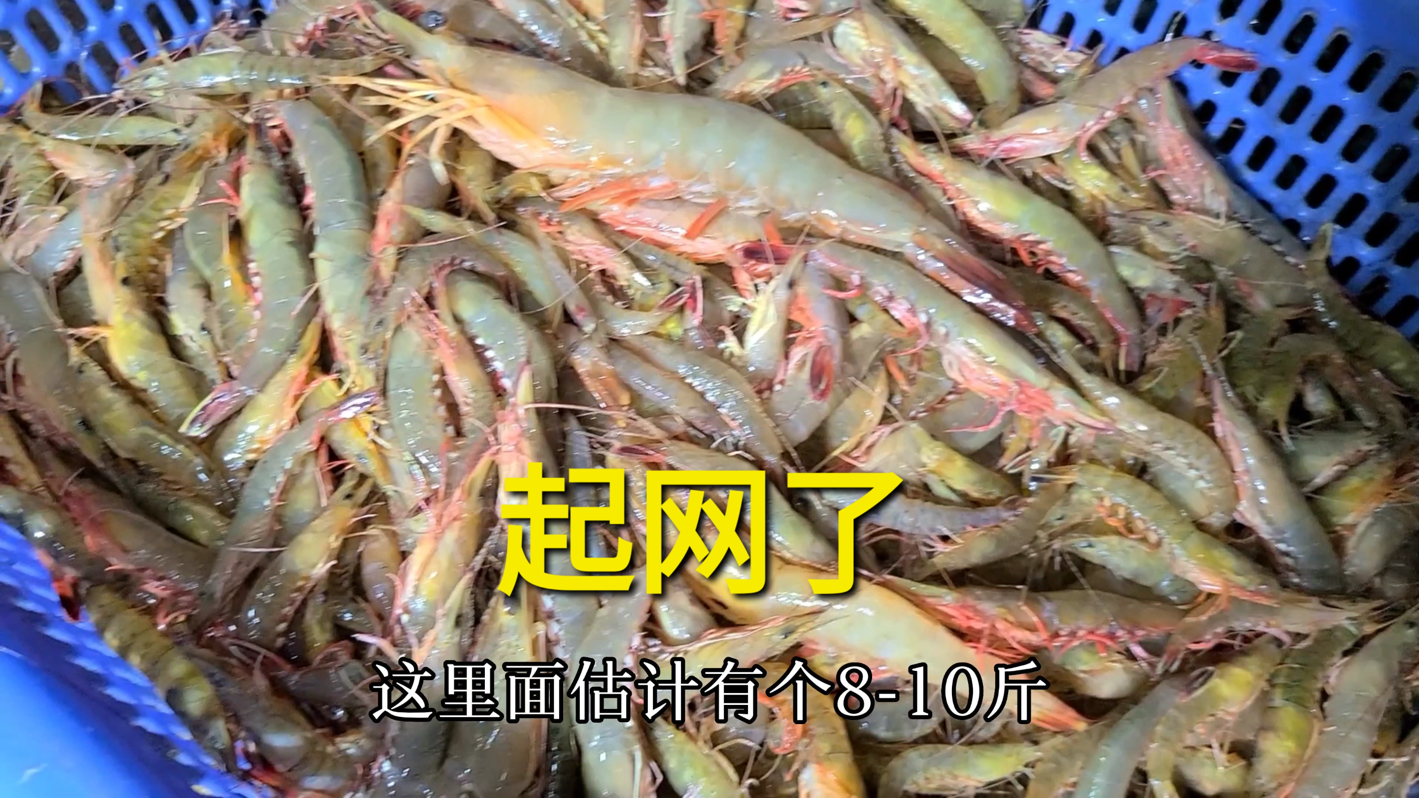 周叮当靓女包渔船出海捕鱼,收获一堆大虾,太爽了