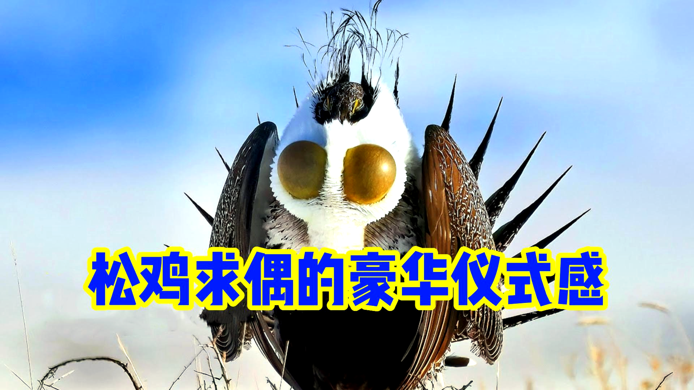 野鸡求偶现场的豪华仪式,野鸡也太会调情了吧!论仪式感的重要性