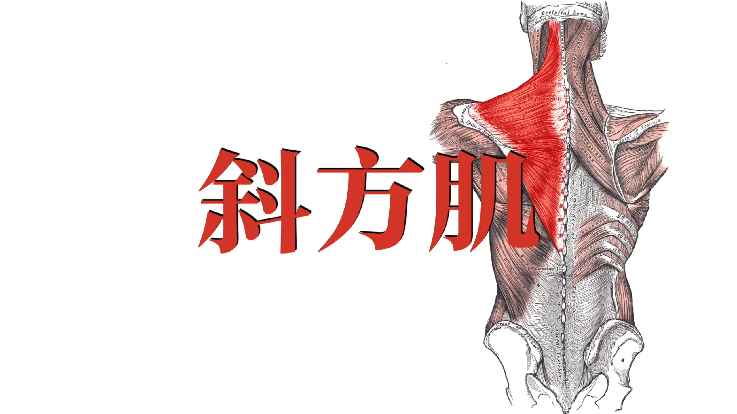 肌肉功能解剖|斜方肌