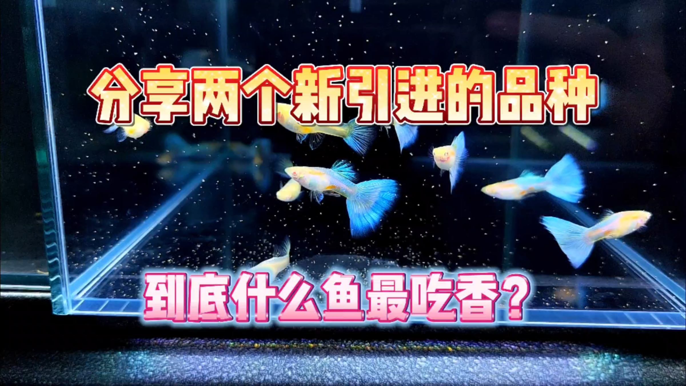 分享一下最近新引进的两个新品种孔雀鱼!到底什么鱼最吃香呢?