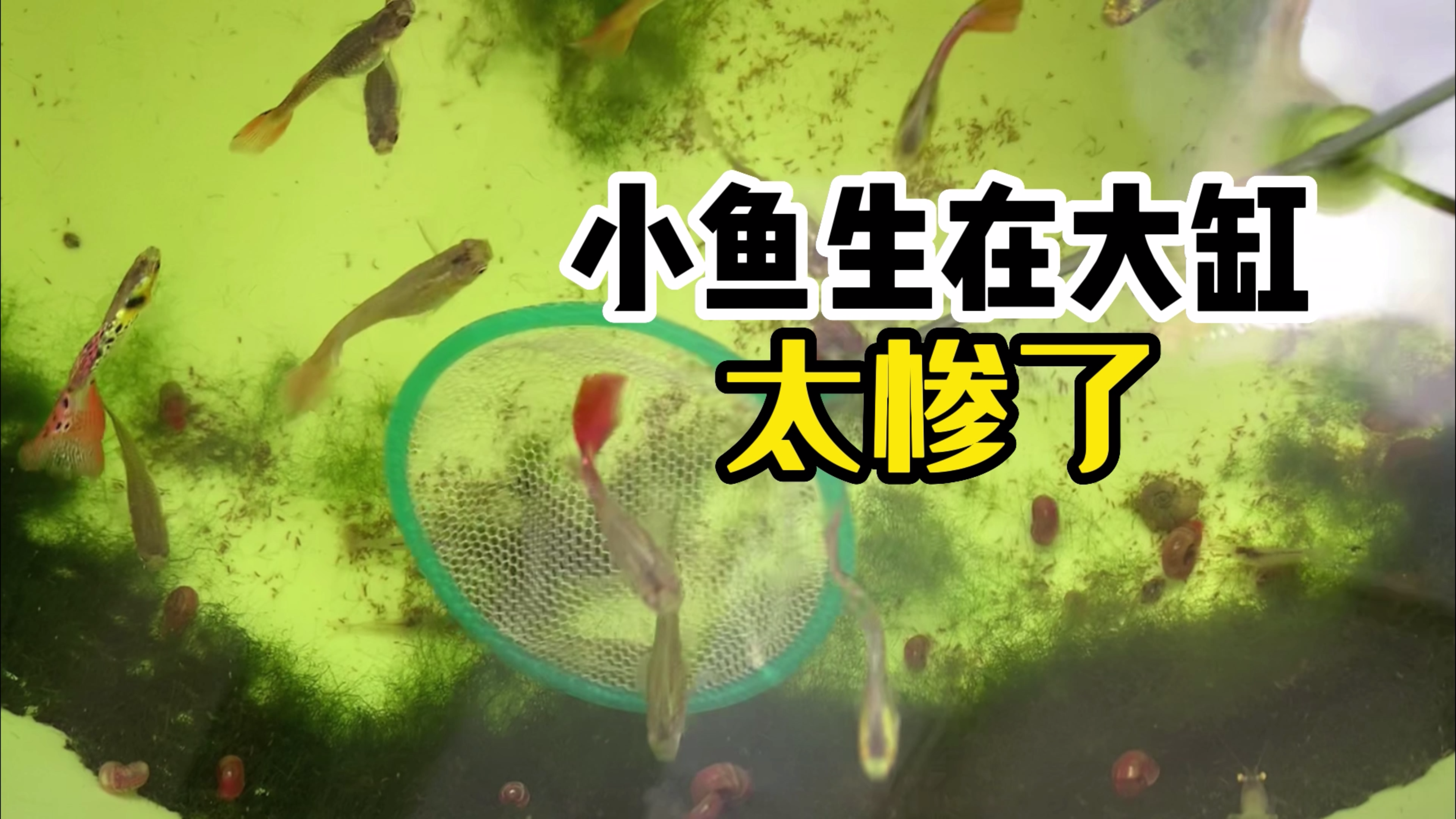 孔雀小鱼生在大缸死得惨烈亲眼看见才知道。大圣说它们是怪物鱼。