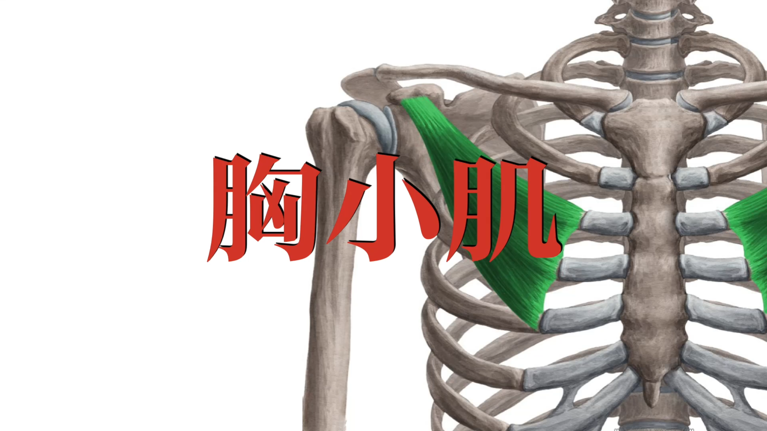 肌肉功能解剖|胸小肌