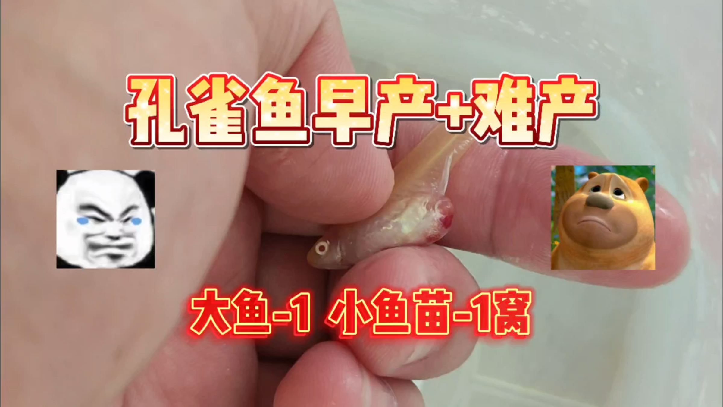 最不幸的情况,家里的孔雀鱼早产+难产!大鱼和小鱼全没了!