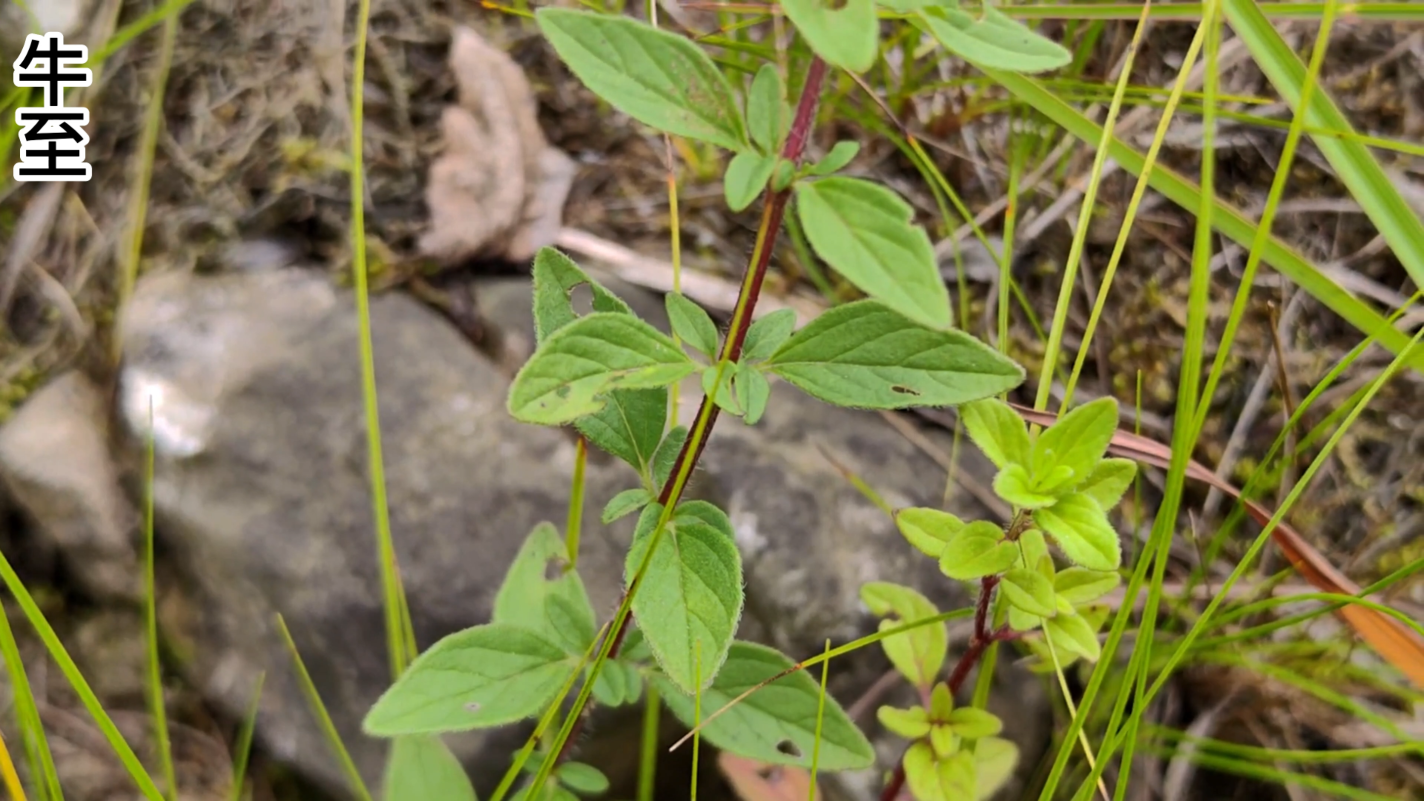 牛至是西餐常用调味料,也有“披萨草”的别名,是一味传统药草