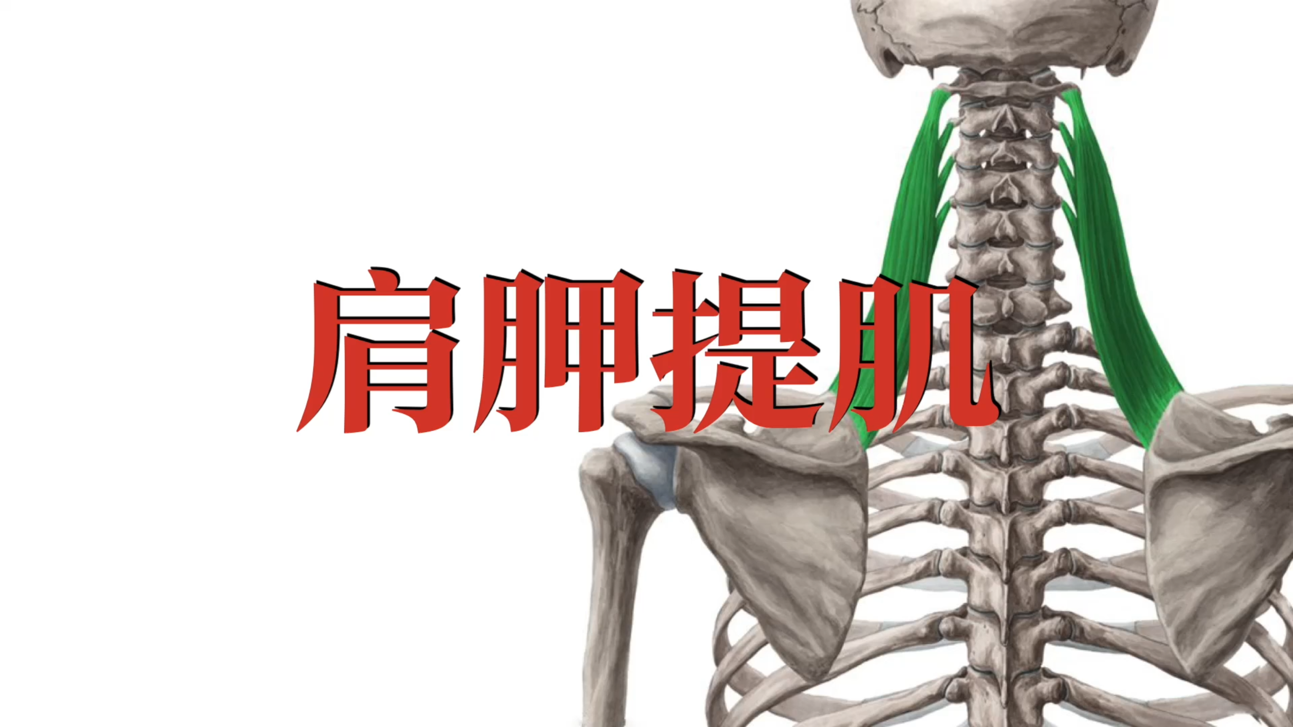 肌肉功能解剖|肩胛提肌