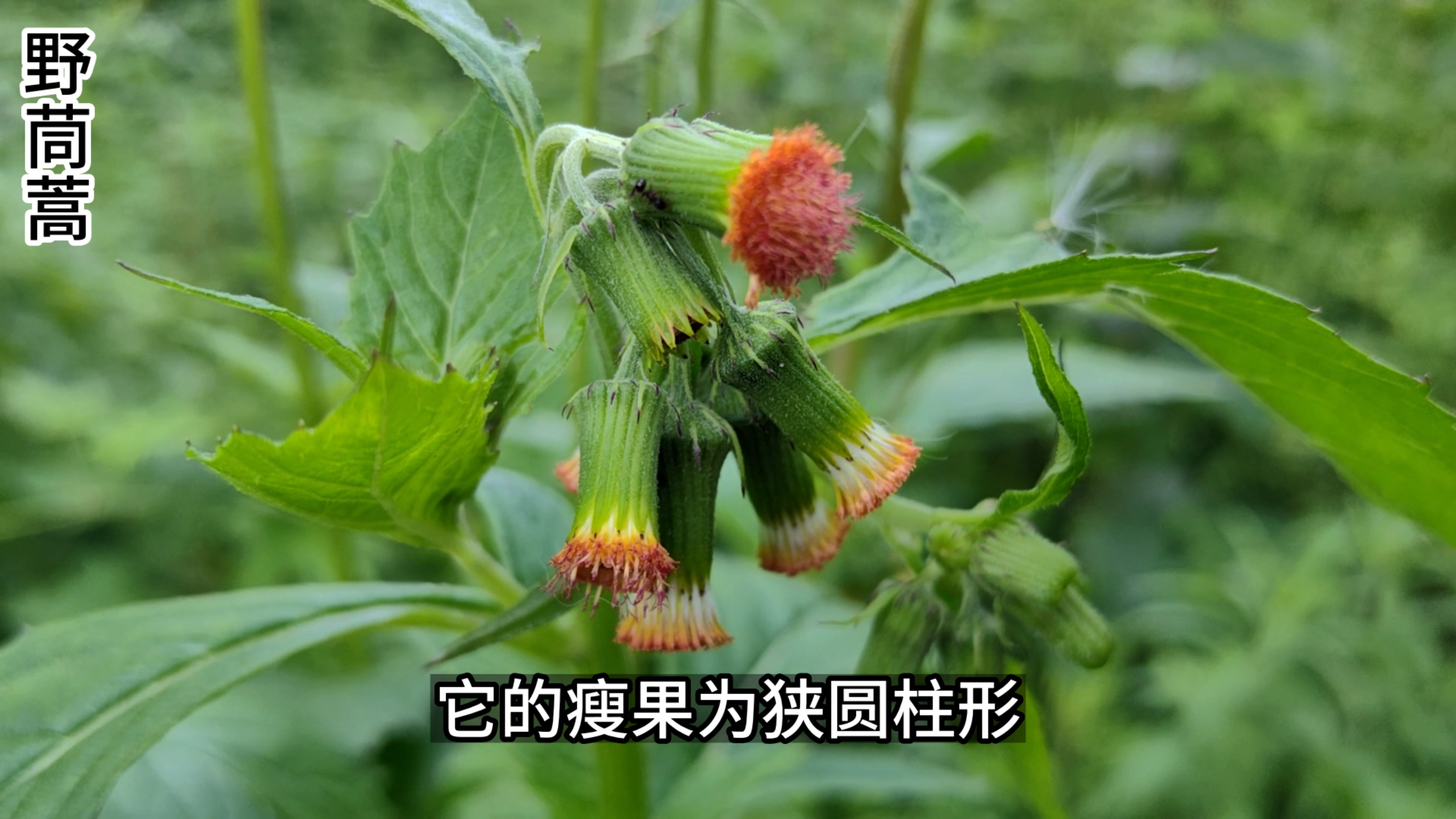 野茼蒿是南方地区的美味野菜,也叫“革命菜”或“民国菜”