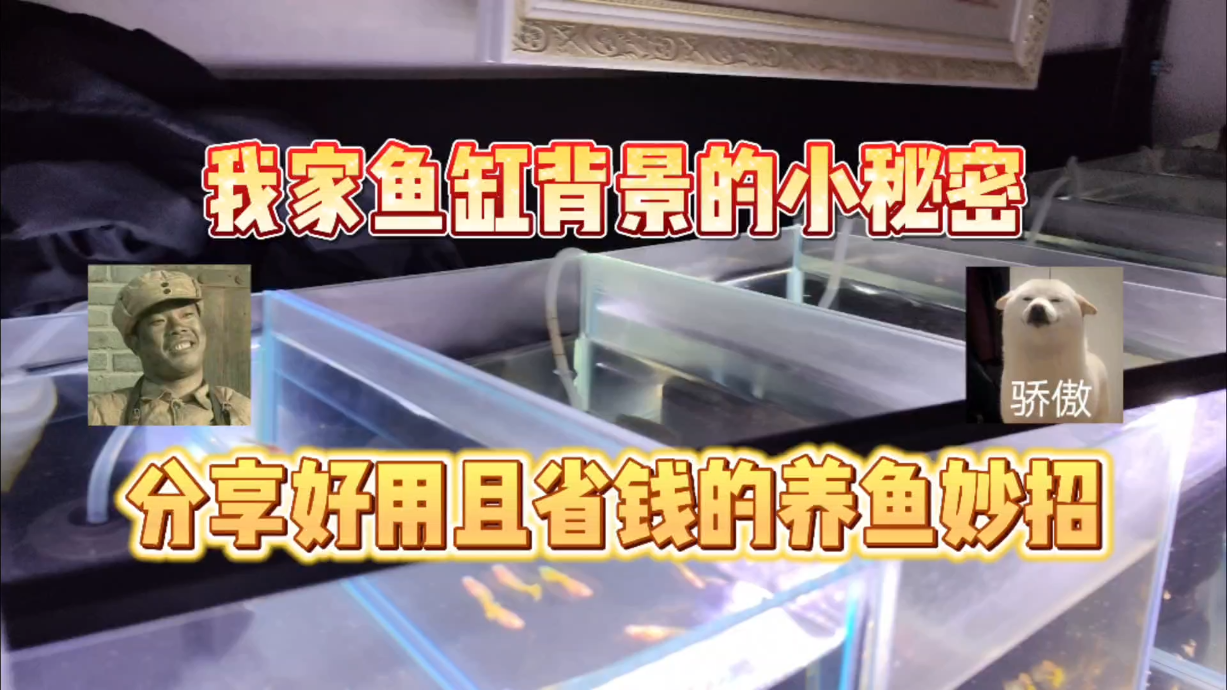 我的鱼缸黑背景实用小妙招大揭秘!经济且实惠,极力推荐给大家!