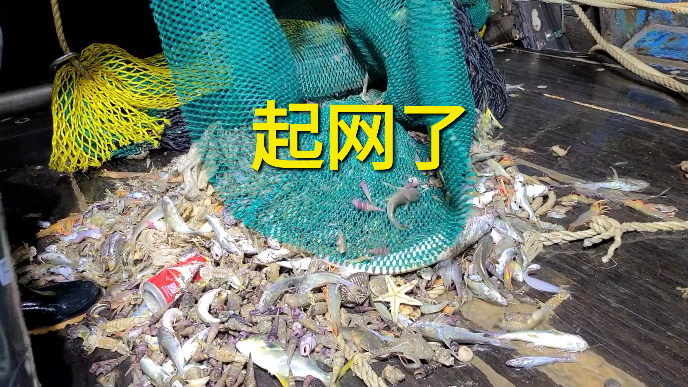 叶先生包大型渔船出海捕鱼,起网后看到两堆海货,爆网了