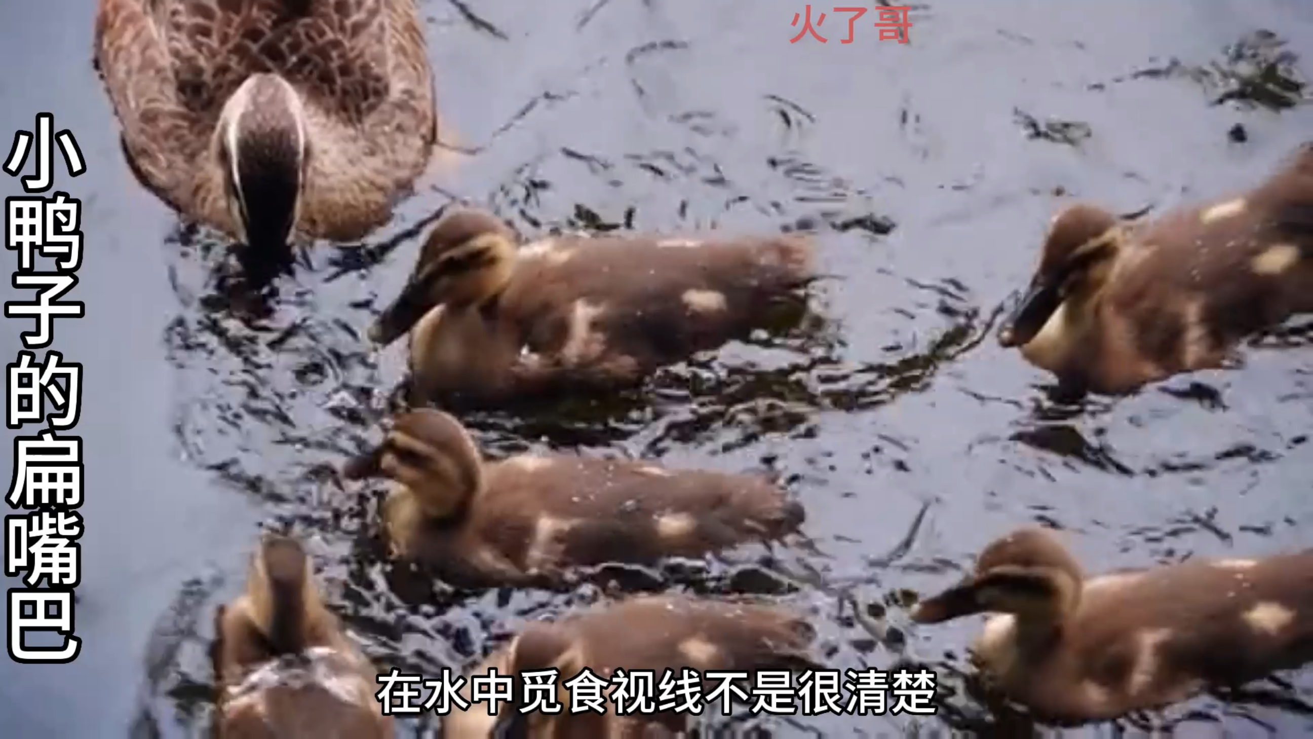 扁嘴小鸭与尖嘴小鸡,各有长处双方合作都得益