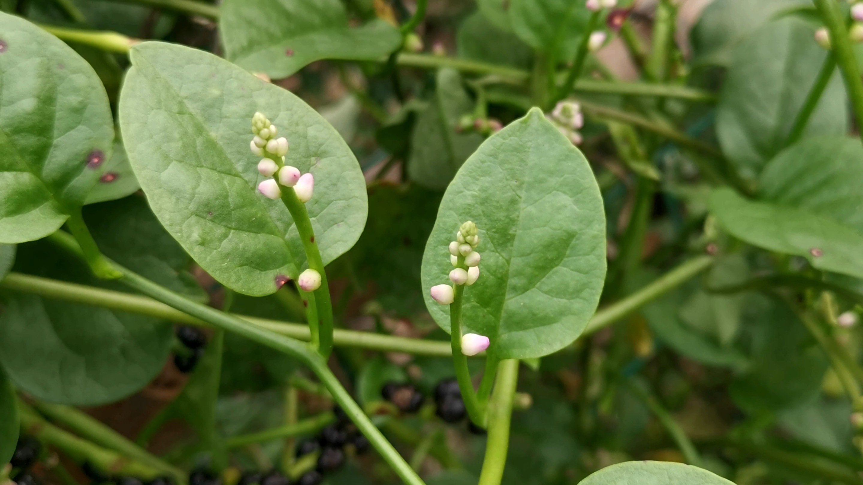 落葵在古代是人们常吃的蔬菜,现在很多地方沦为野菜了