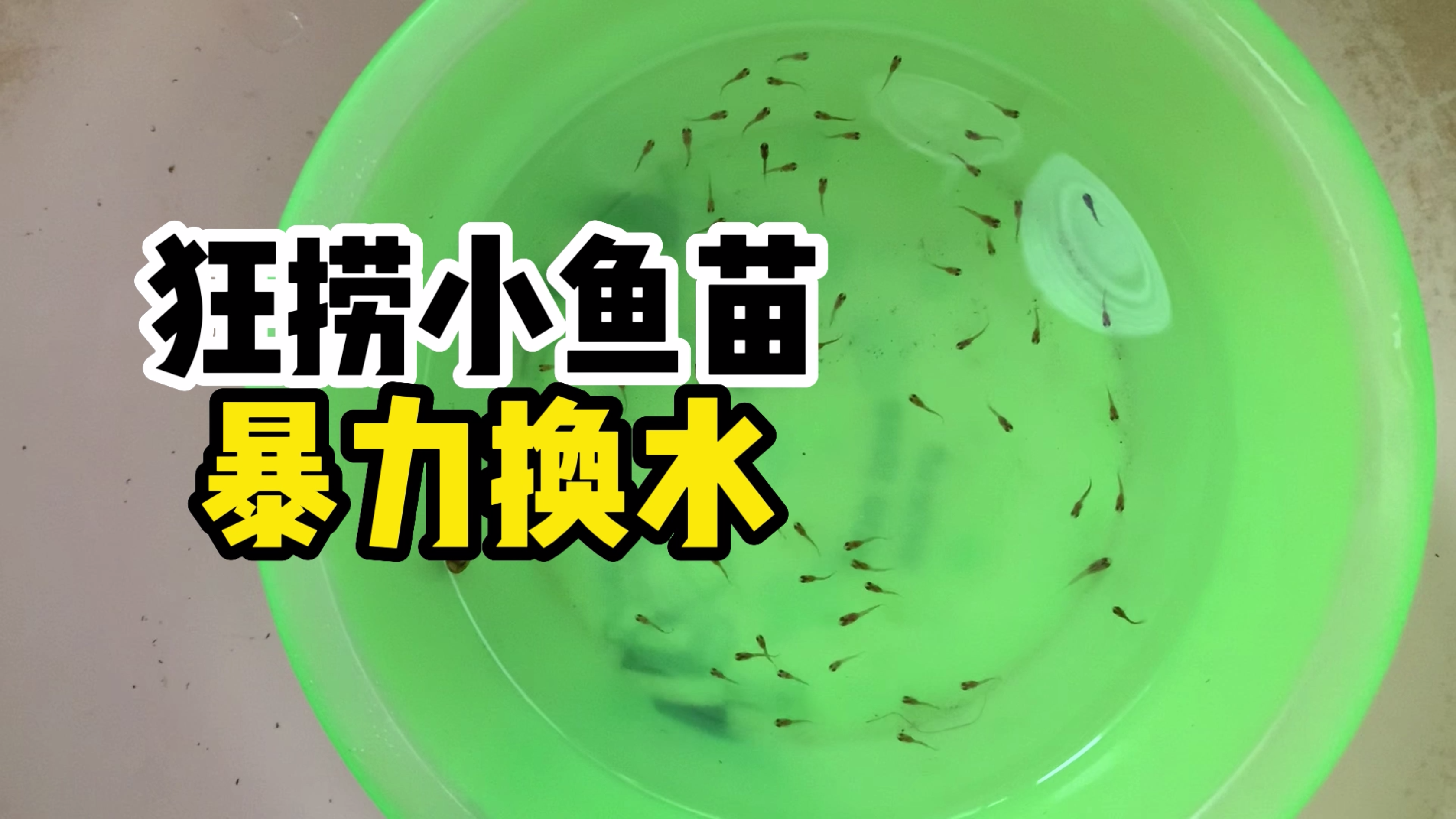 这样捞鱼也太爽了吧 这样换水也太暴力了吧