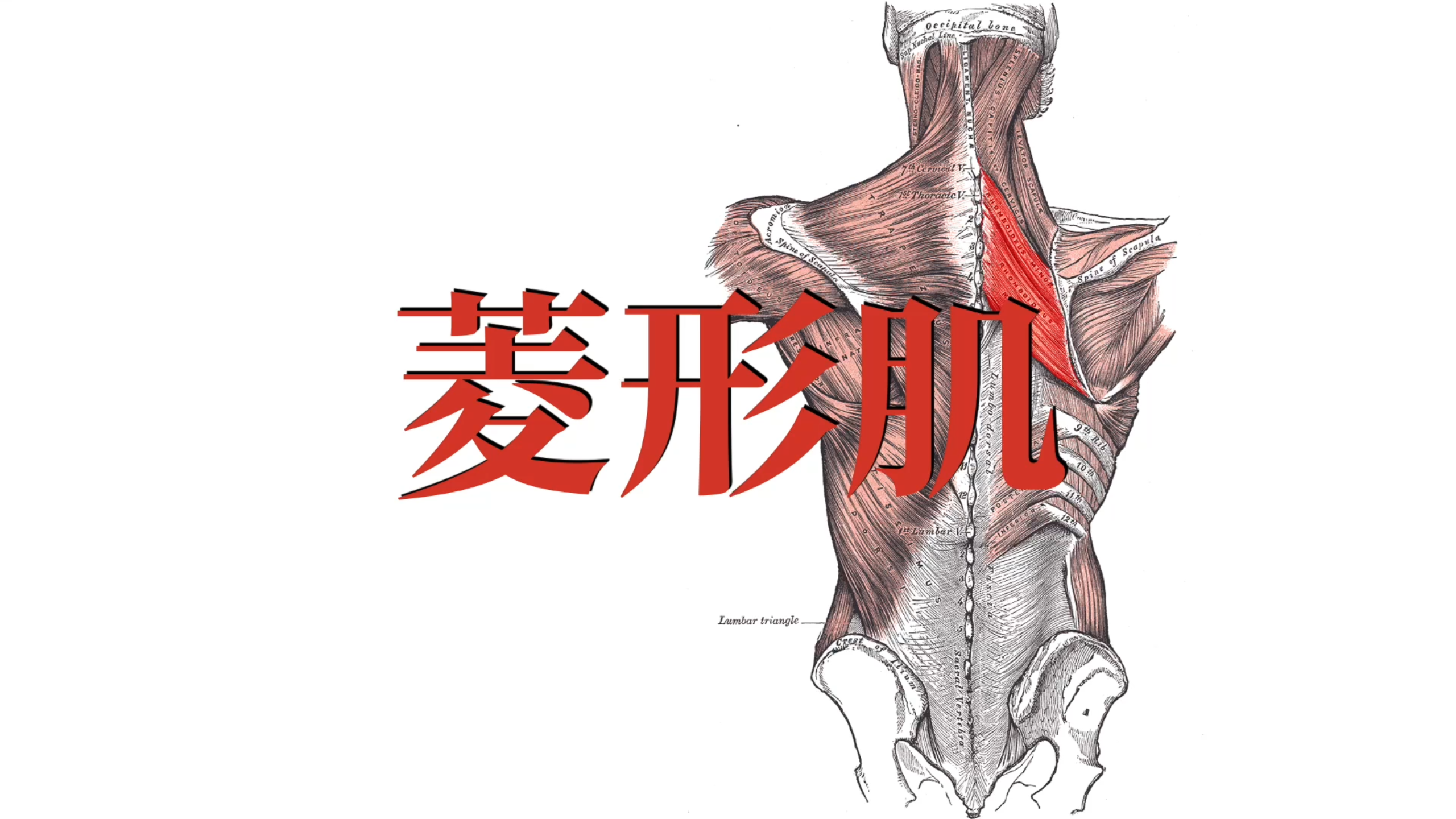 肌肉功能解剖|菱形肌