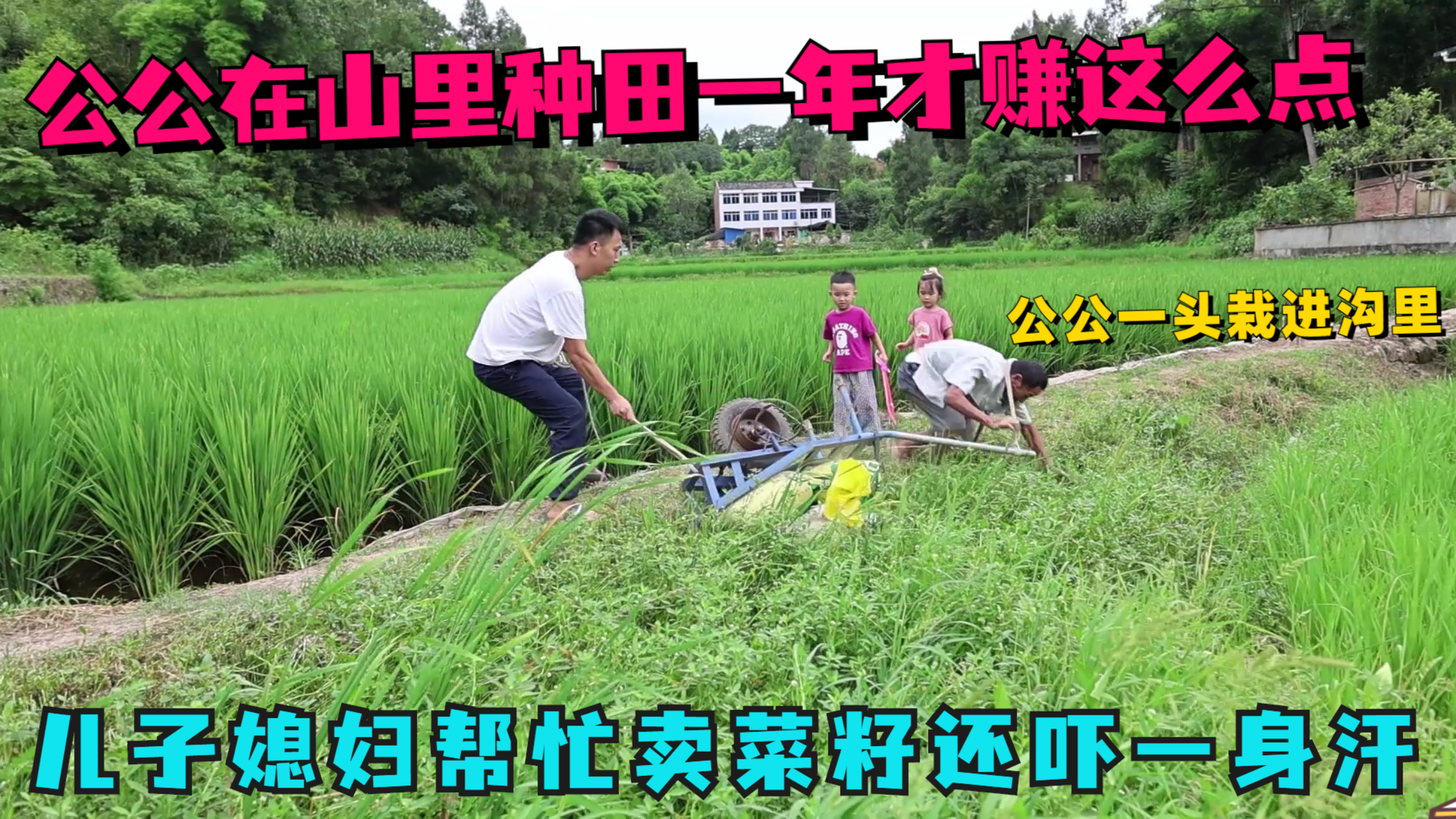 公公在山里种田一年才卖一点钱，推独轮车去卖菜籽，还一头栽沟里