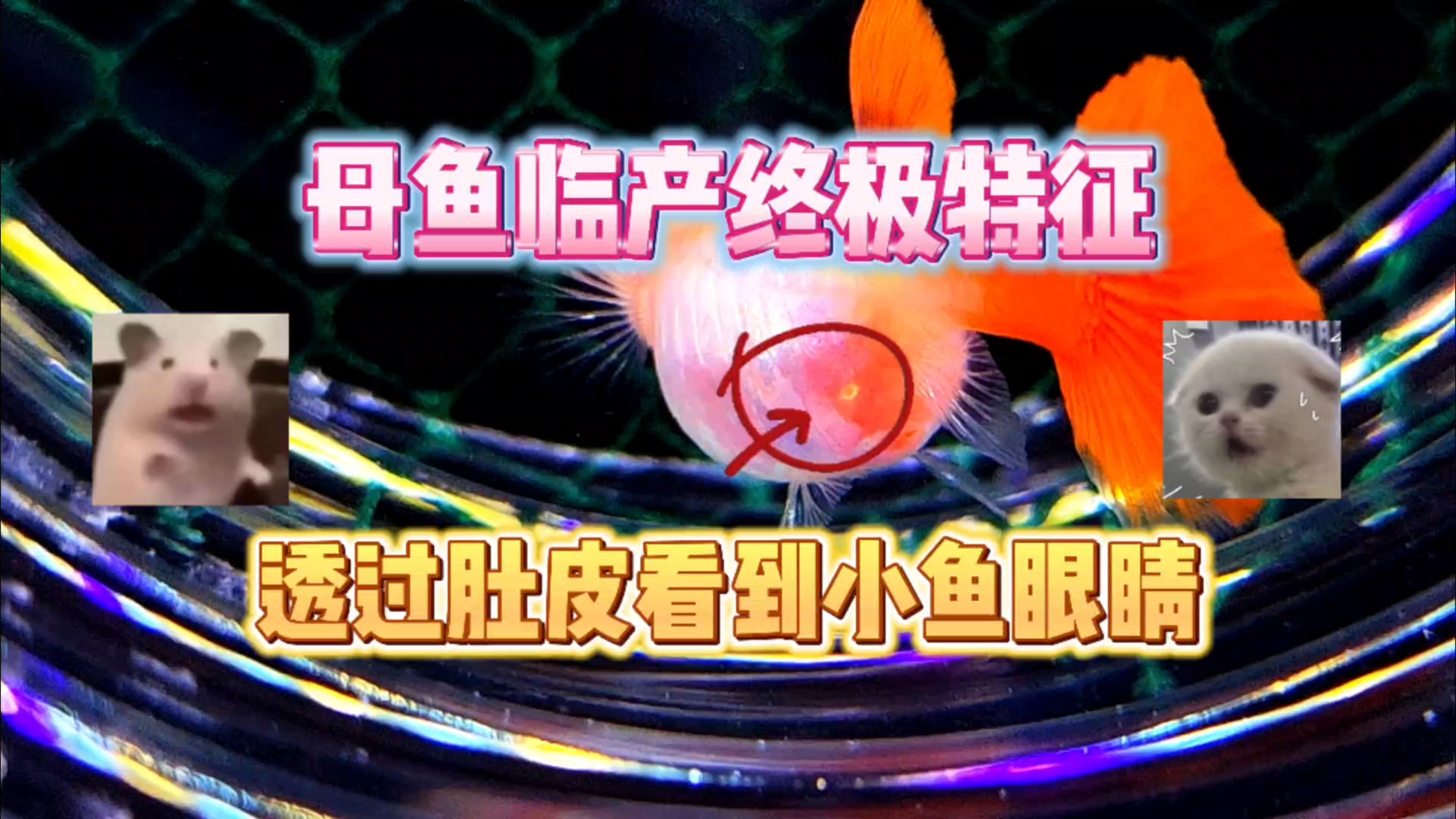 孔雀鱼临产终极特征!我竟然透过肚皮看到了小鱼眼睛!