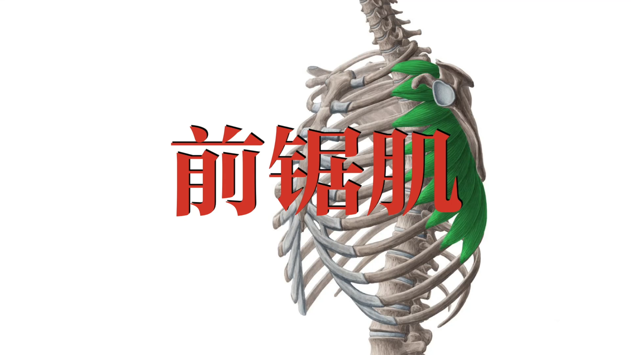 肌肉功能解剖|前锯肌