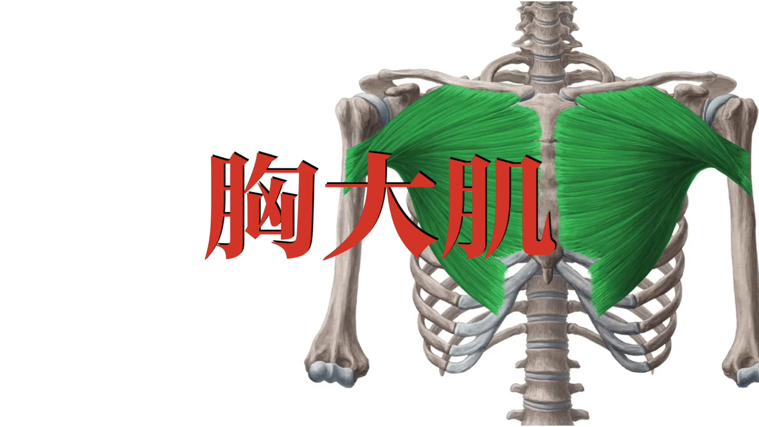 肌肉功能解剖|胸大肌