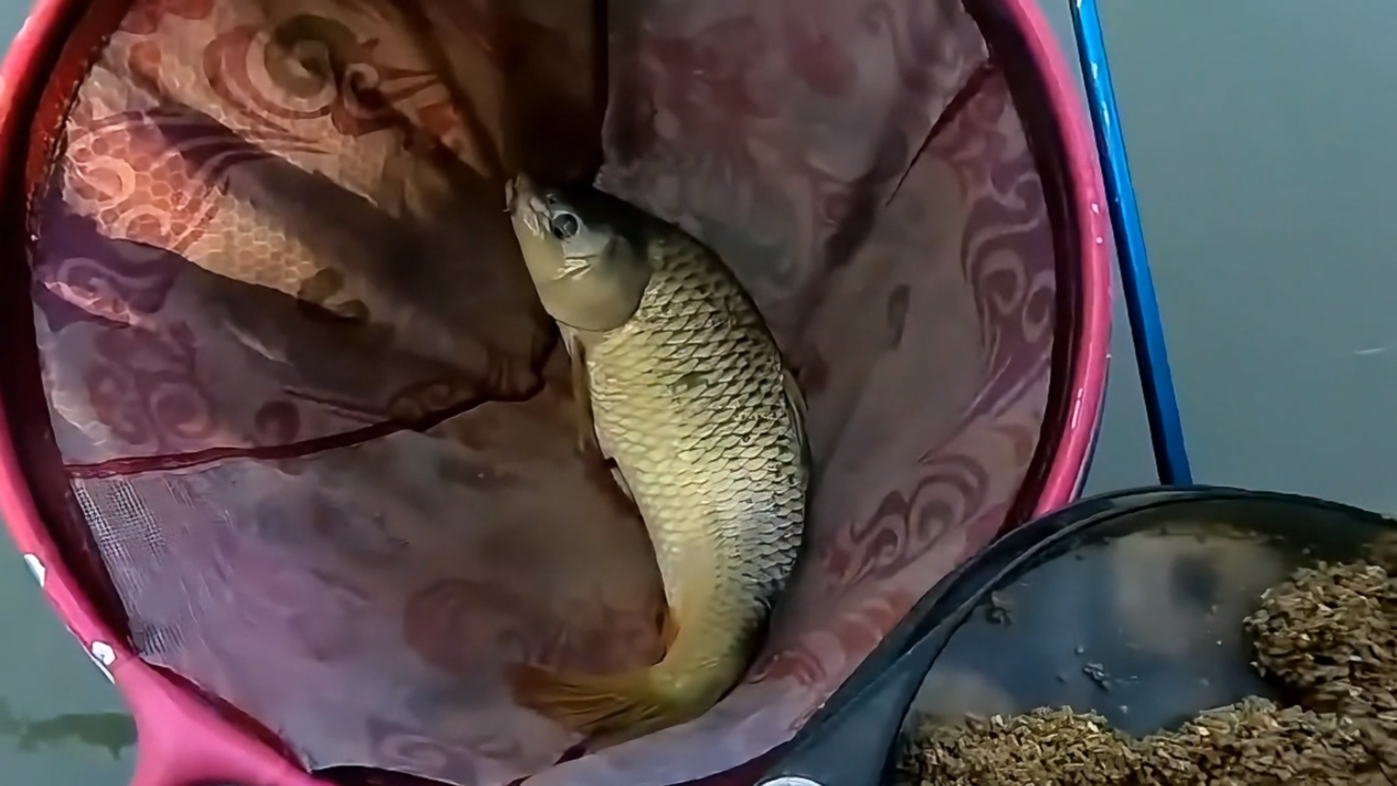 钓鲤鱼怎样打浮,速拔哥黑坑打浮钓鲤鱼技巧,一个小时就上岸