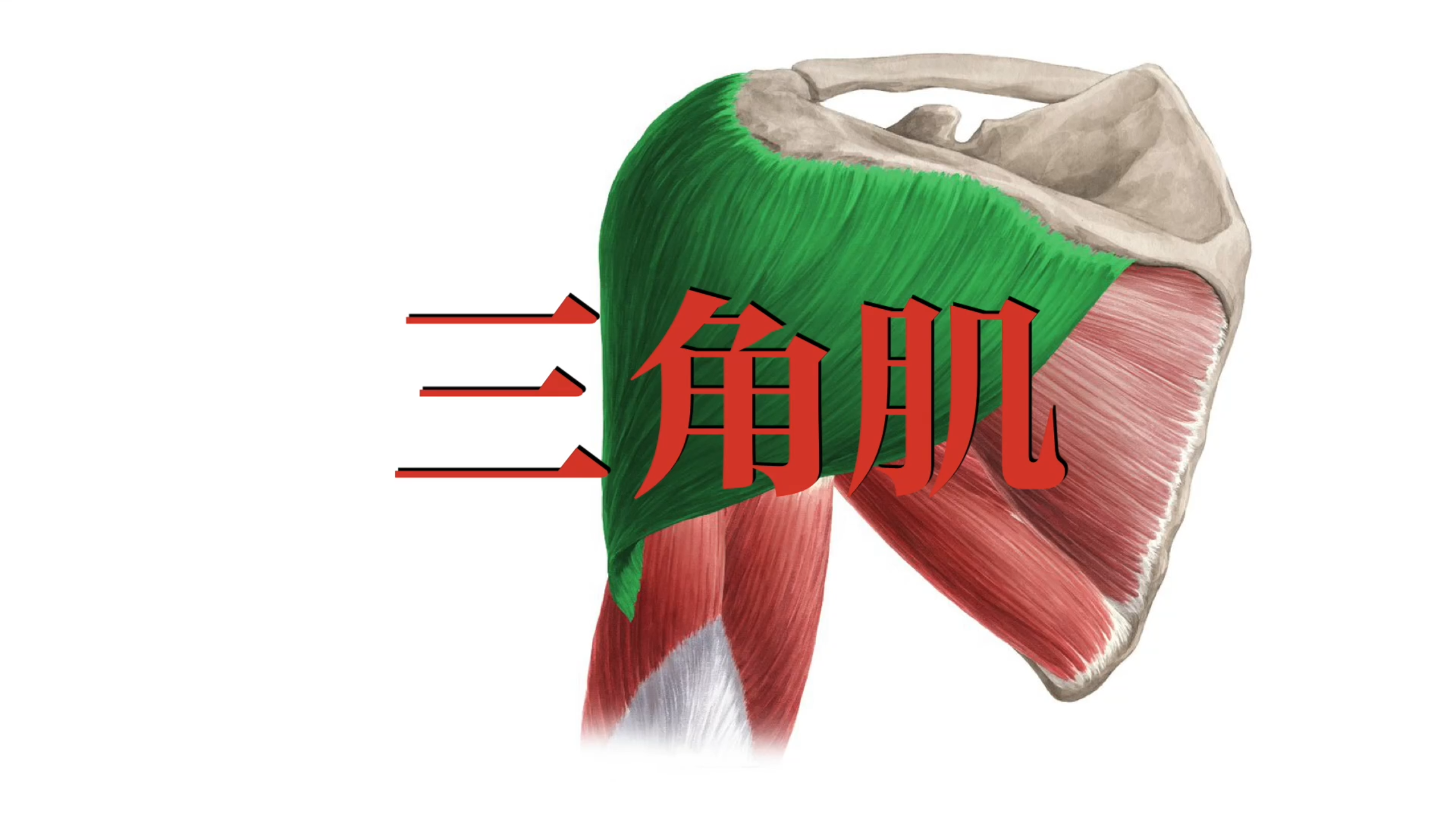 肌肉功能解剖|三角肌