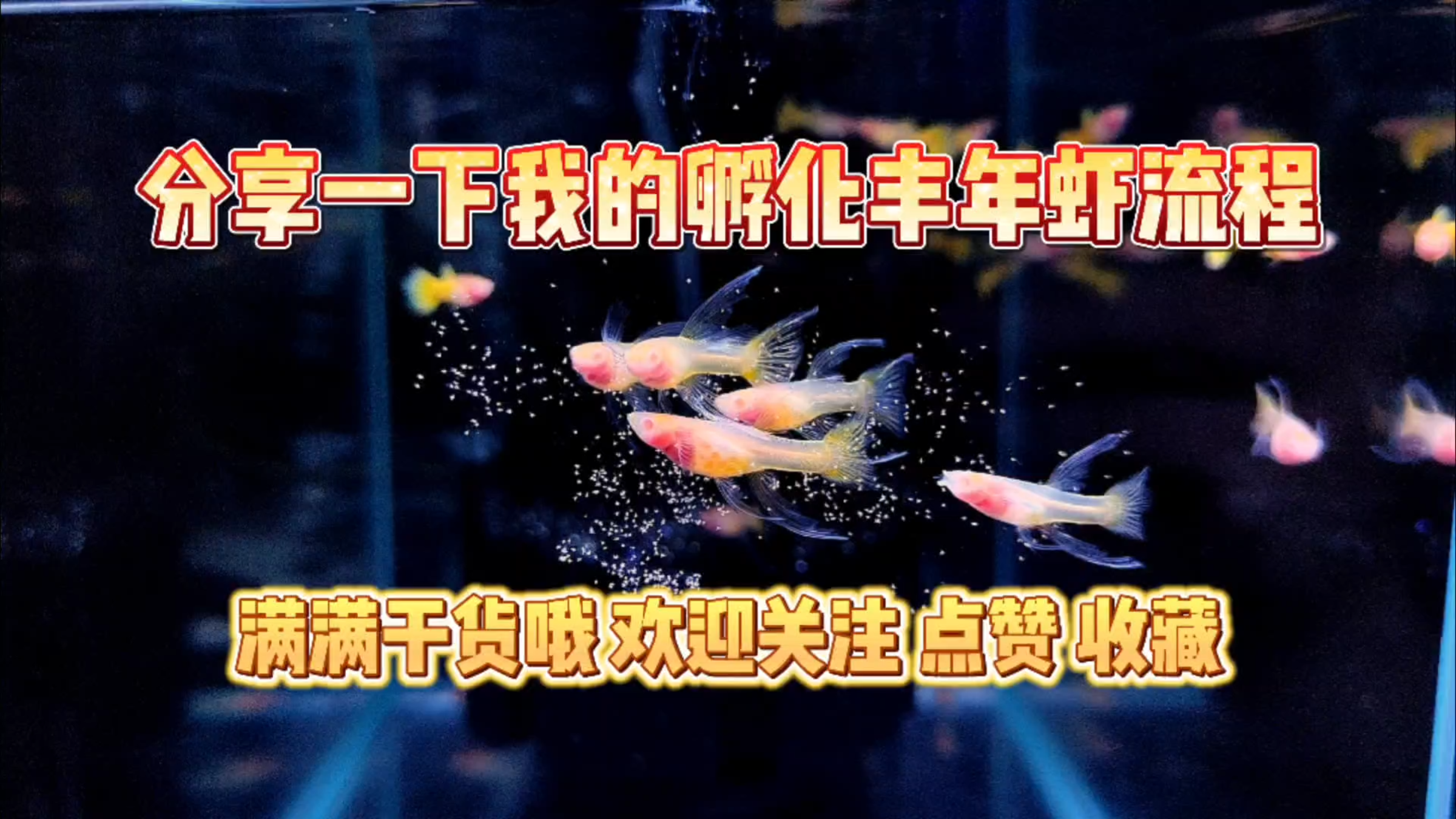 分享一下,我孵化丰年虾的全过程!干货满满,欢迎一起讨论!